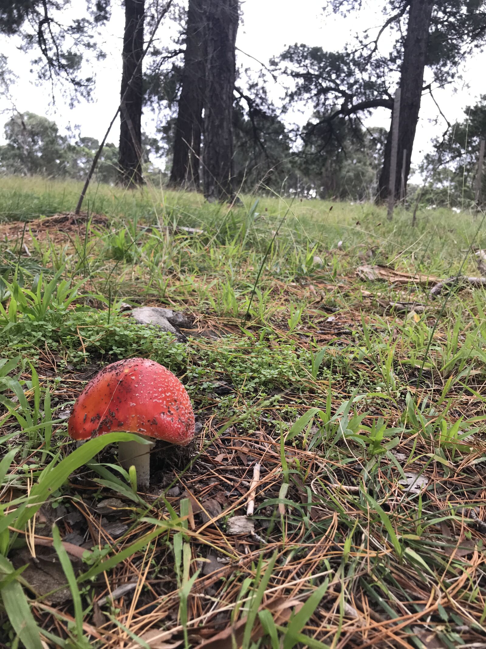 Apple iPhone 7 Plus sample photo. Mushroom, red, forest photography