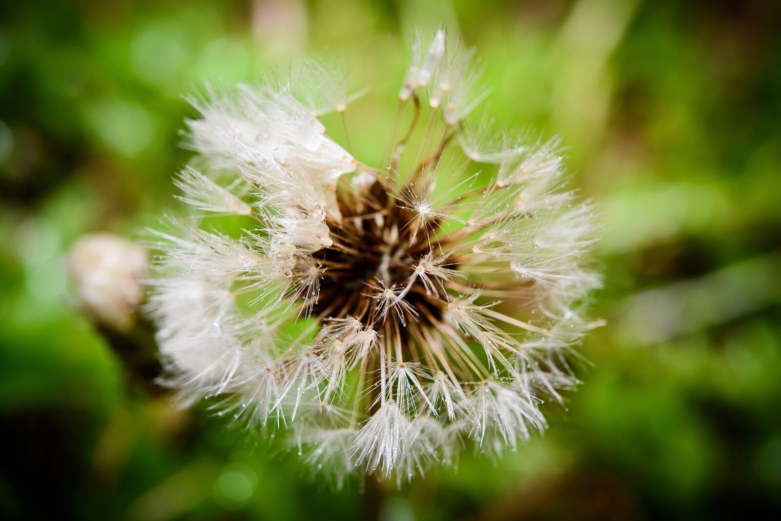 Nikon D750 sample photo. Macro shooting, flower photo photography