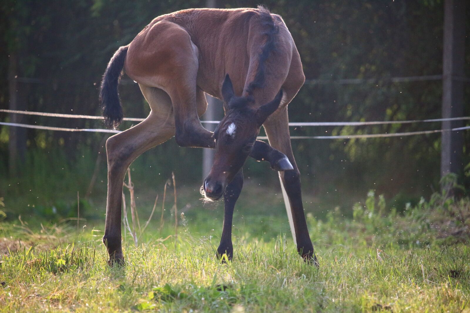 Canon EOS 100D (EOS Rebel SL1 / EOS Kiss X7) sample photo. Horse, foal, suckling photography