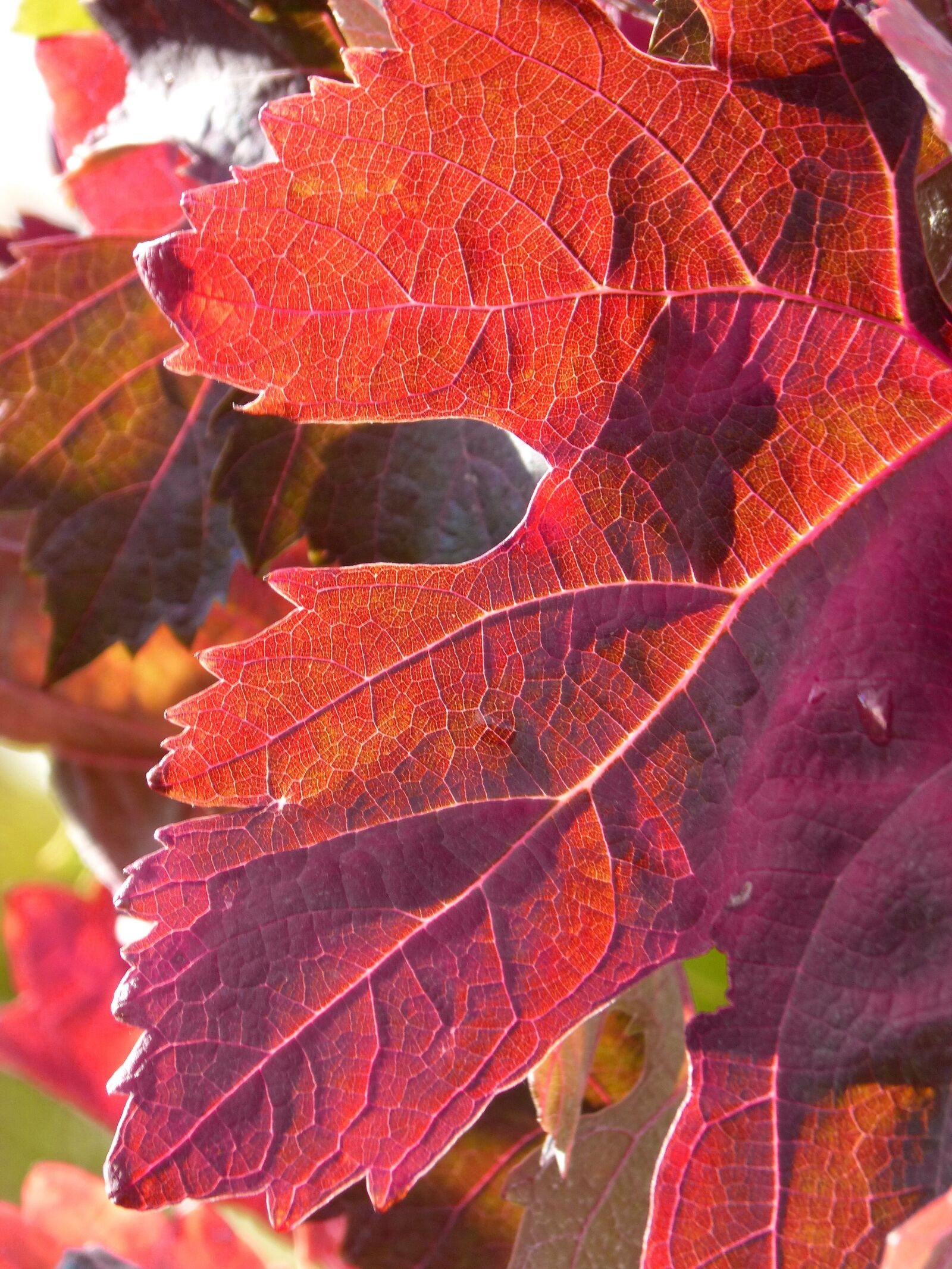 Panasonic DMC-FZ62 sample photo. Leaf, red leaf, vine photography