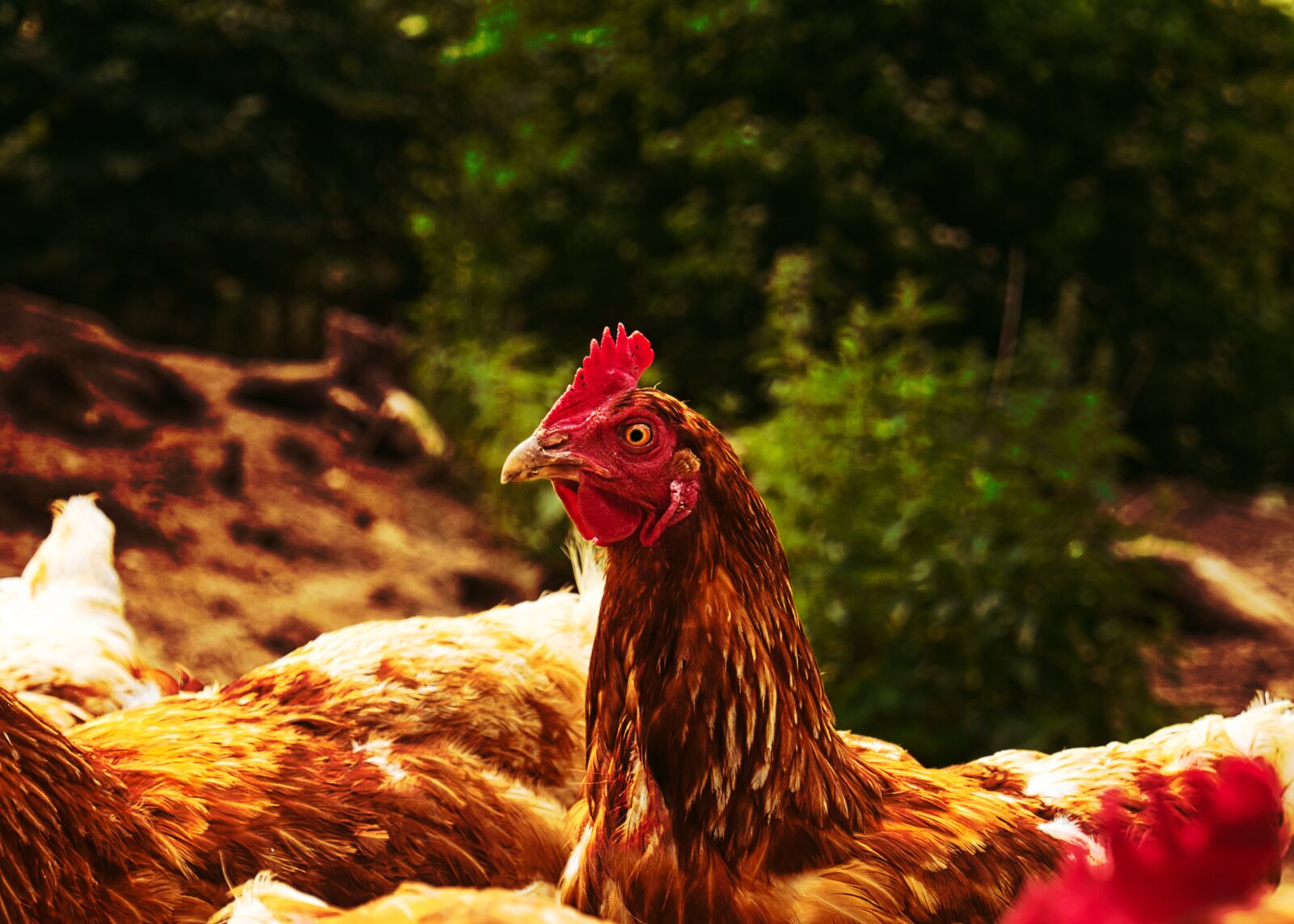 Panasonic Lumix DMC-G6 sample photo. Chicken, hahn, farm photography