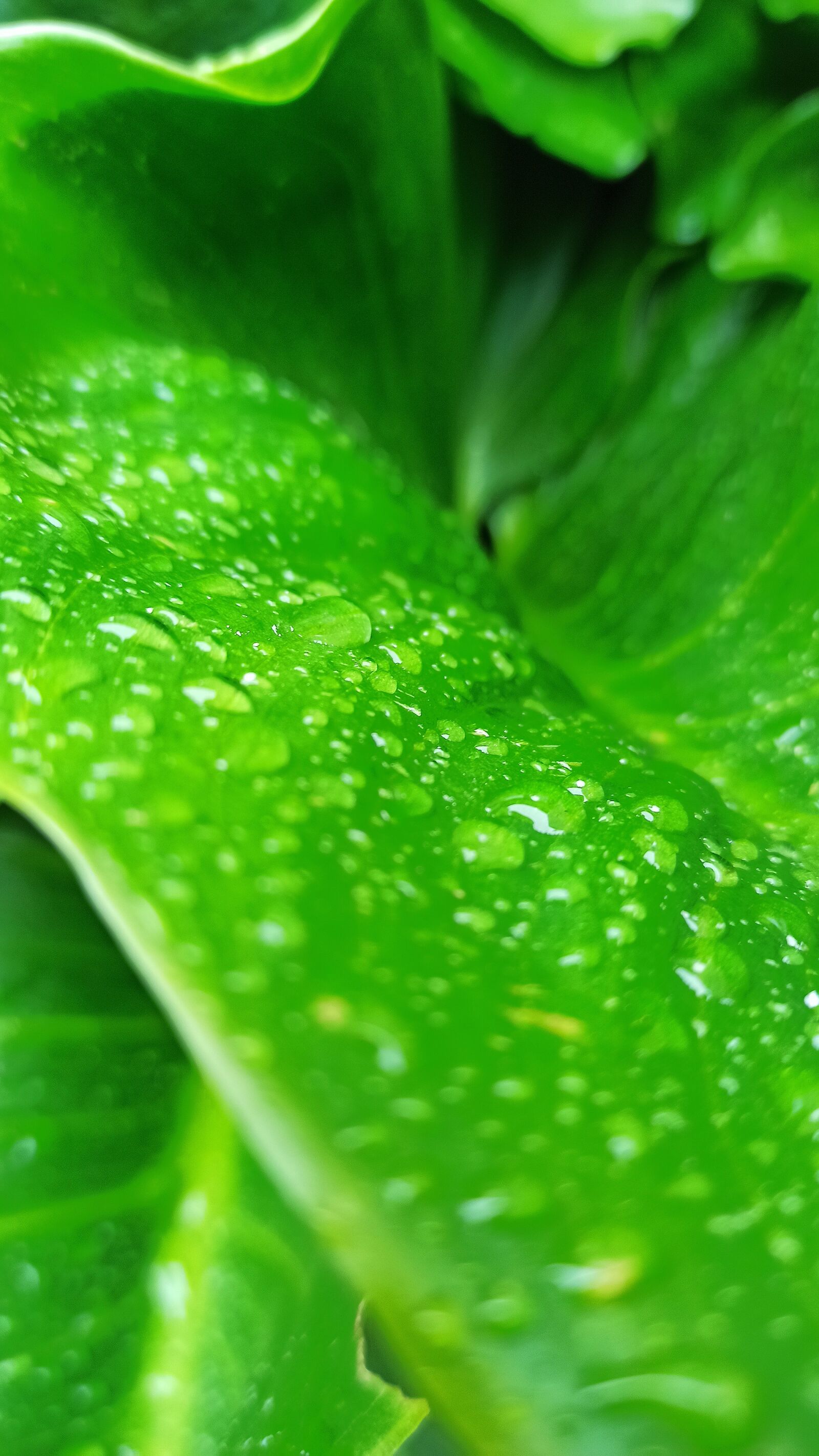 Xiaomi Redmi Note 8 Pro sample photo. Drops, sheet, green photography