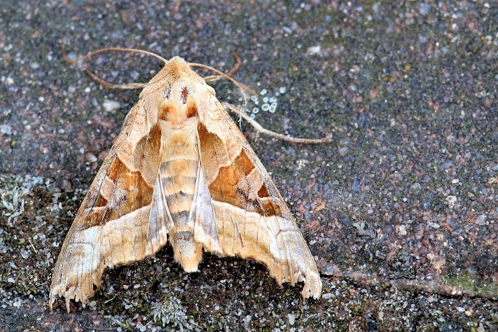 Canon EF-S 55-250mm F4-5.6 IS STM sample photo. Achateule, butterfly, noctuinae stubs photography