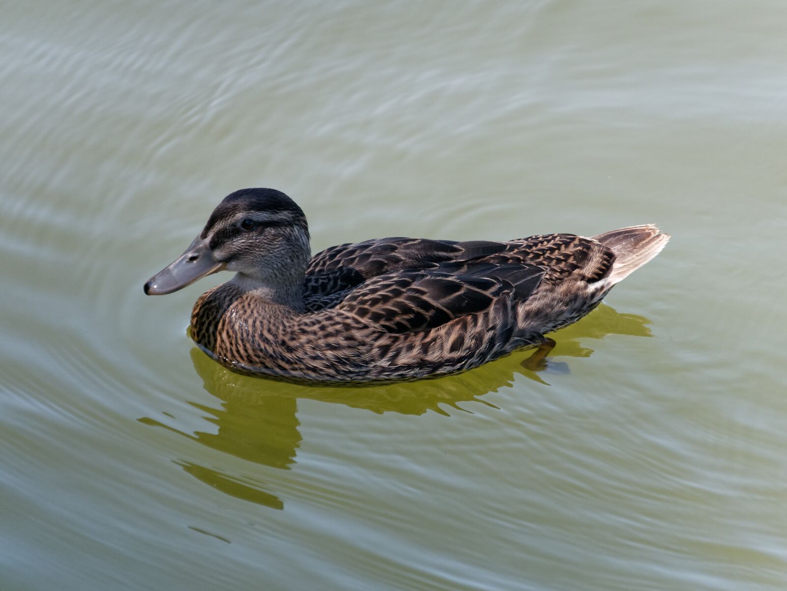 Panasonic DMC-G70 sample photo. Duck, animal, water photography