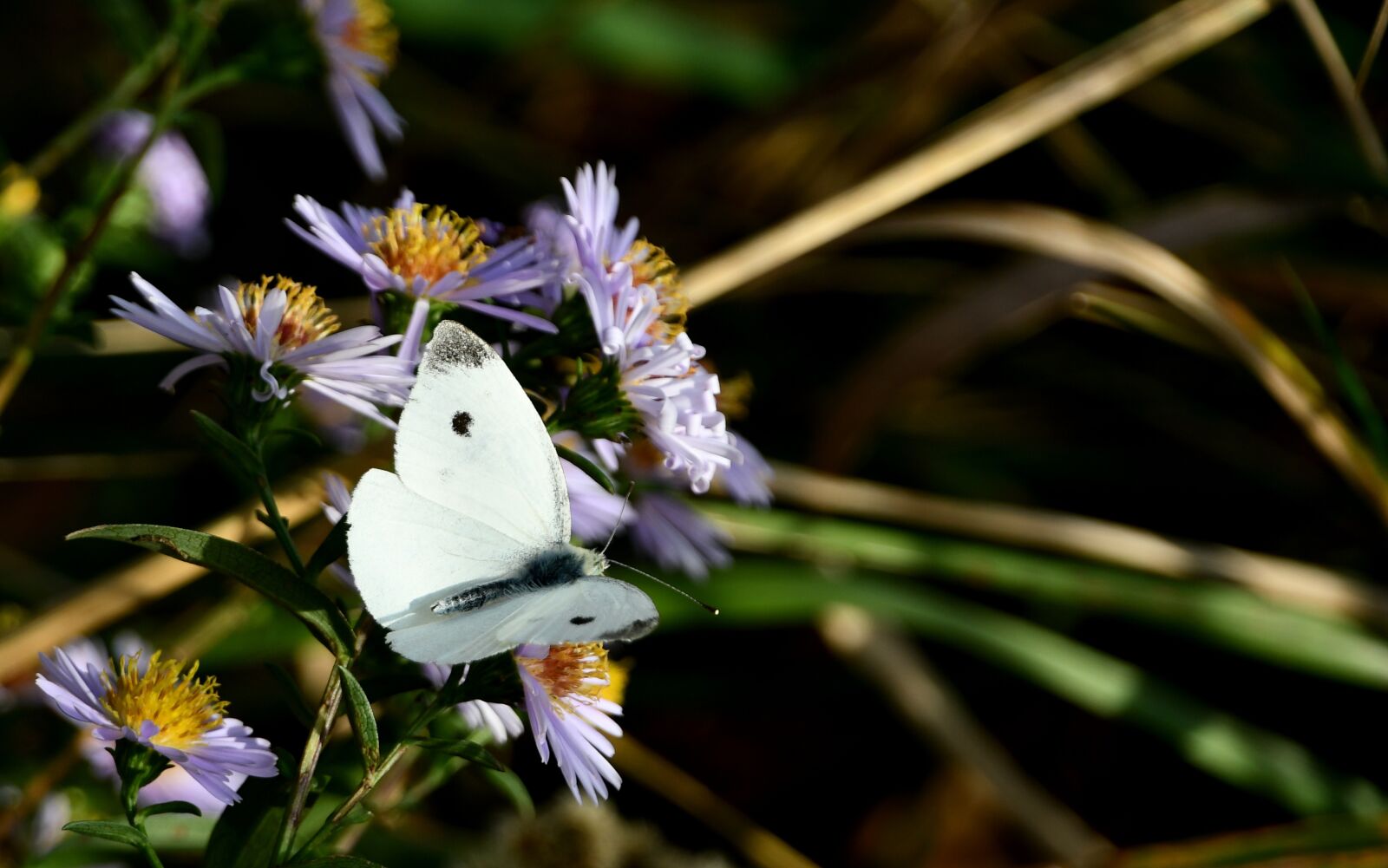 Nikon D7500 sample photo. Butterfly, bielinek, insect photography