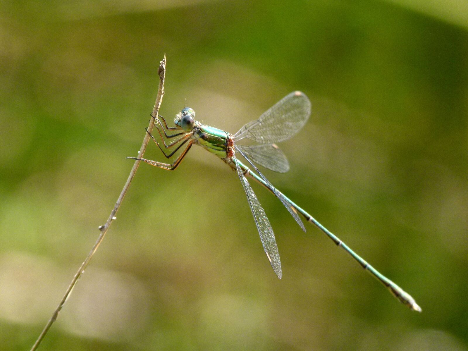Leica V-Lux 2 sample photo. Dragonfly, green dragonfly, shimmering photography