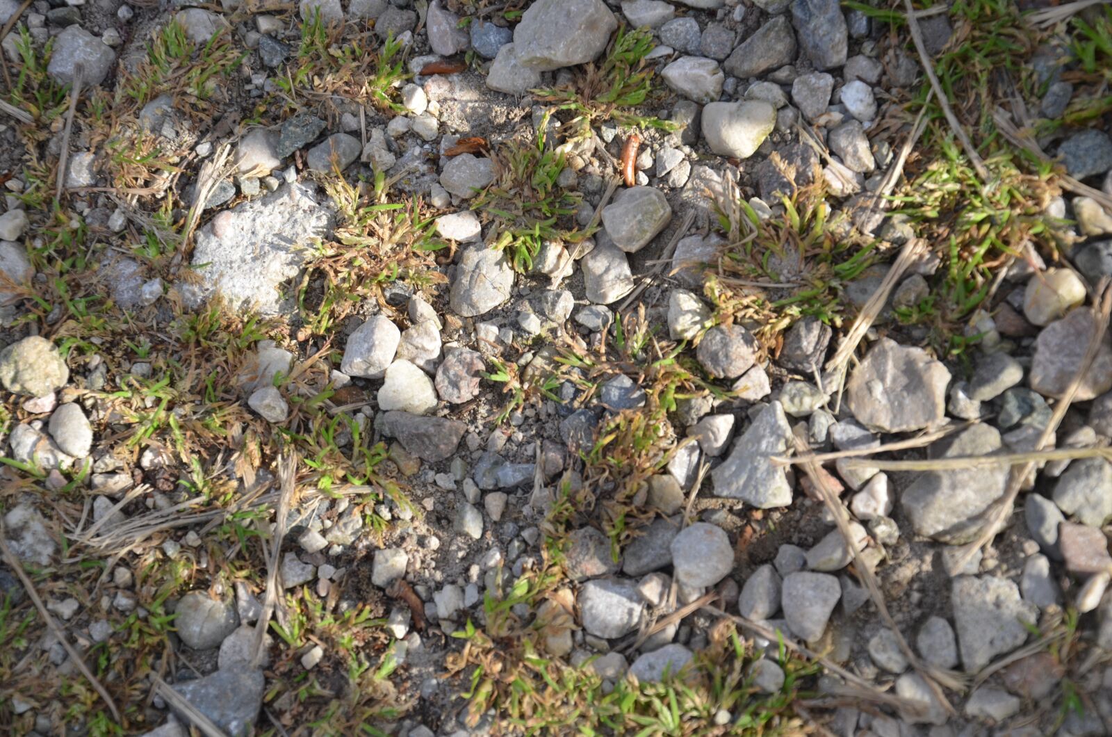 Nikon D7000 sample photo. Nature, stone, flora photography