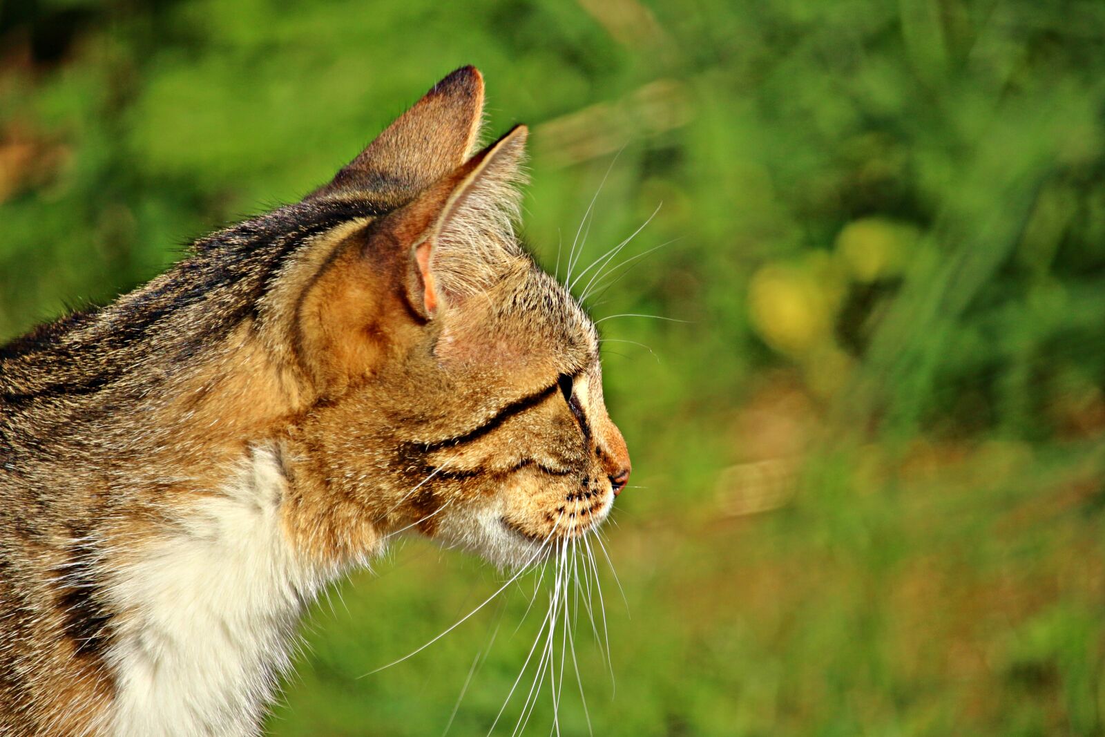 Canon EOS 100D (EOS Rebel SL1 / EOS Kiss X7) sample photo. Cat, mieze, kitten photography