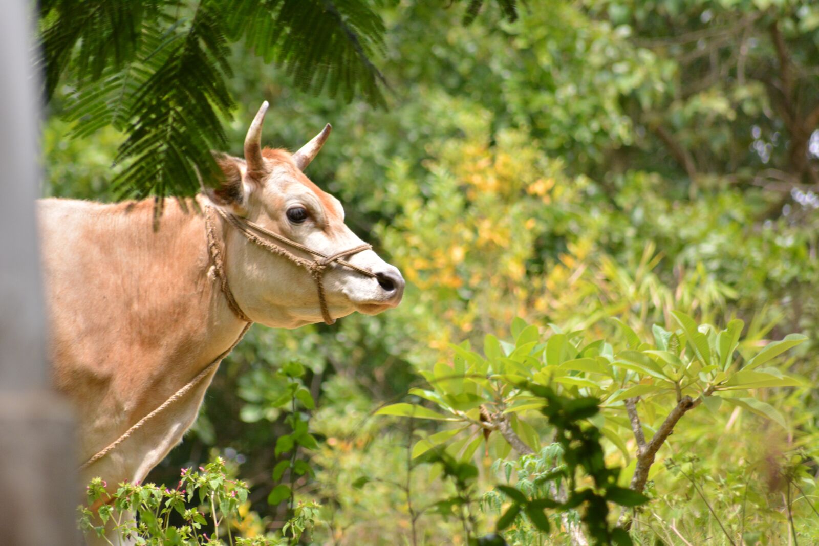 Nikon D5200 sample photo. Cow, animal, nature photography