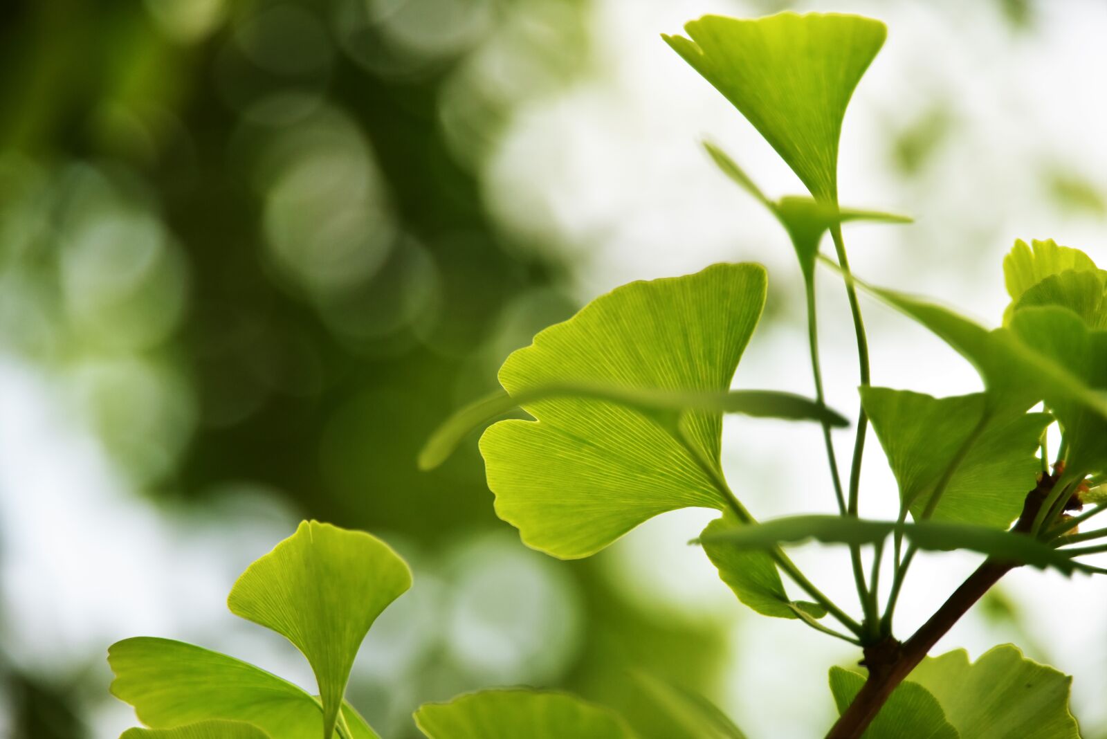 Nikon D810 sample photo. Desktop background, background, wallpaper photography