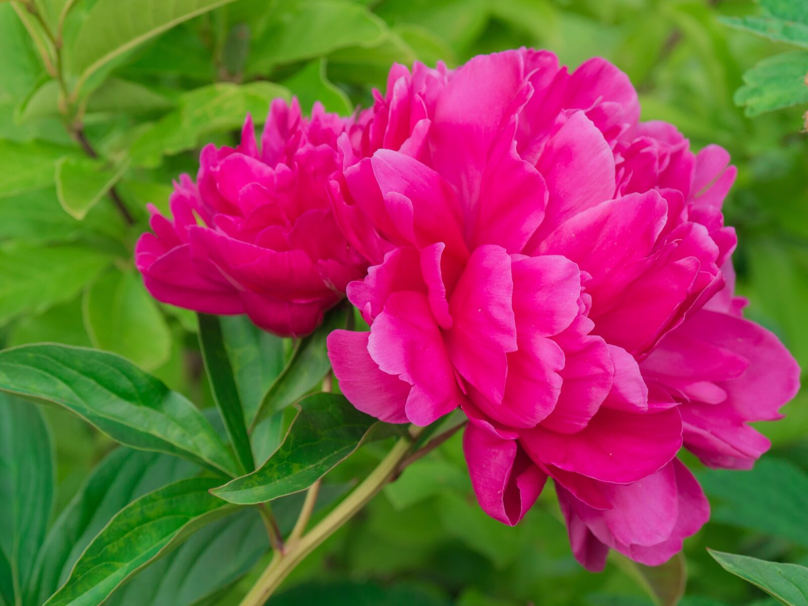 Panasonic DMC-G81 sample photo. Flowers, peony, pink photography