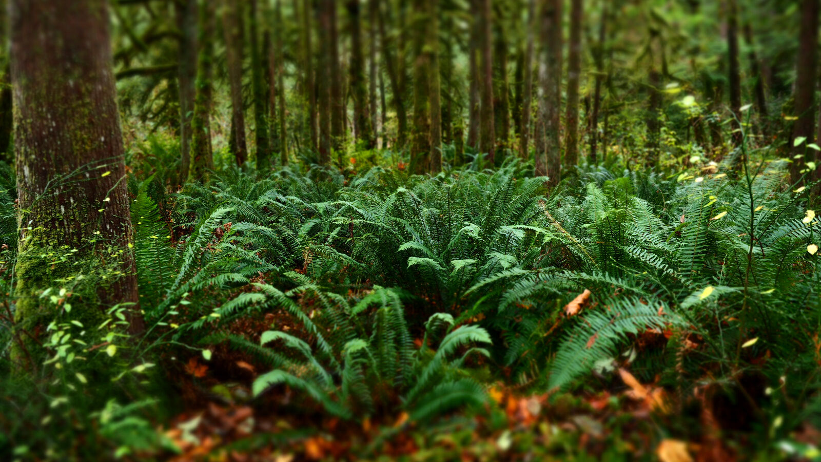 Olympus M.Zuiko Digital ED 12-40mm F2.8 Pro sample photo. Bokeh, ferns, forest, nature photography