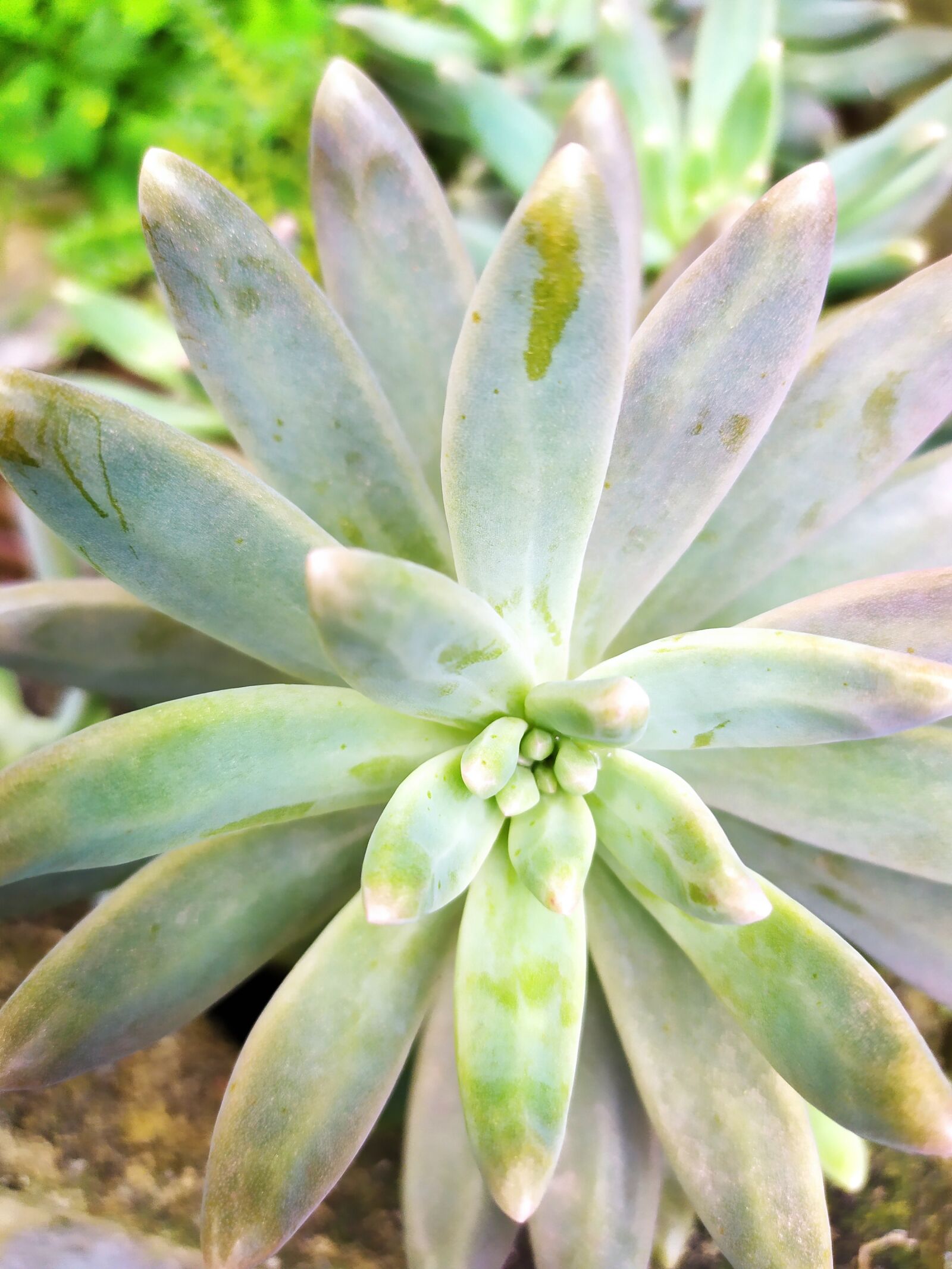 Xiaomi Redmi Note 7 sample photo. Plant, garden, nature photography
