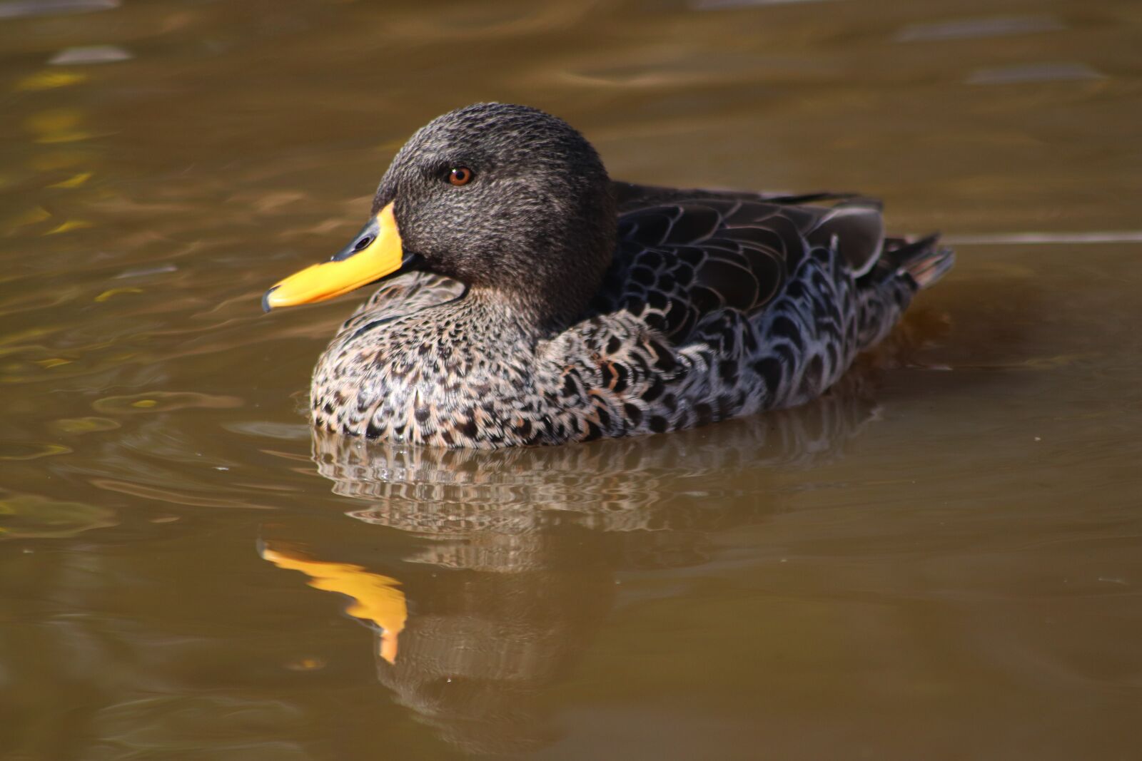 Canon EOS 800D (EOS Rebel T7i / EOS Kiss X9i) sample photo. Duck, birds, plumage photography