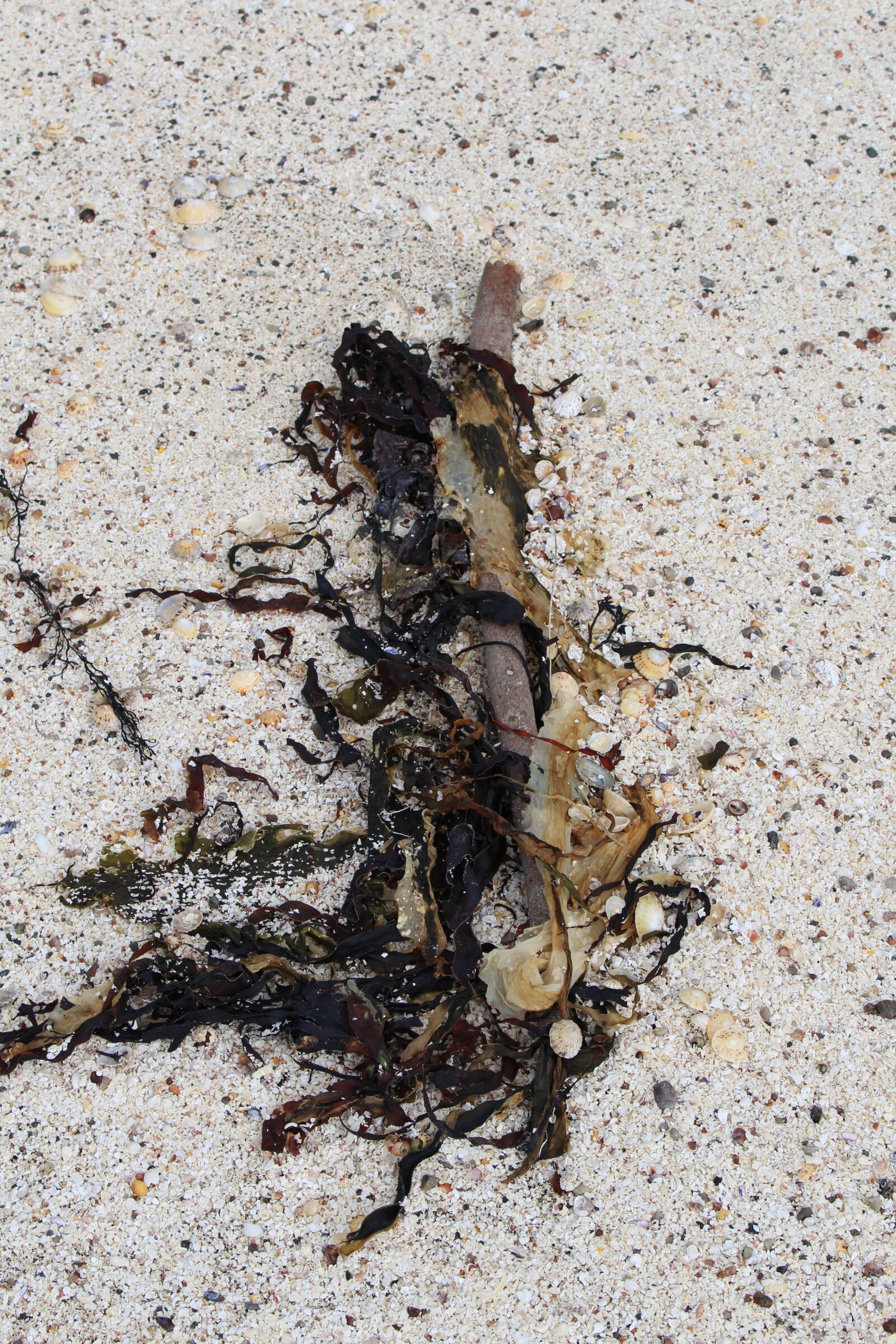 Canon EOS 700D (EOS Rebel T5i / EOS Kiss X7i) sample photo. Seaweed, sand, beach photography