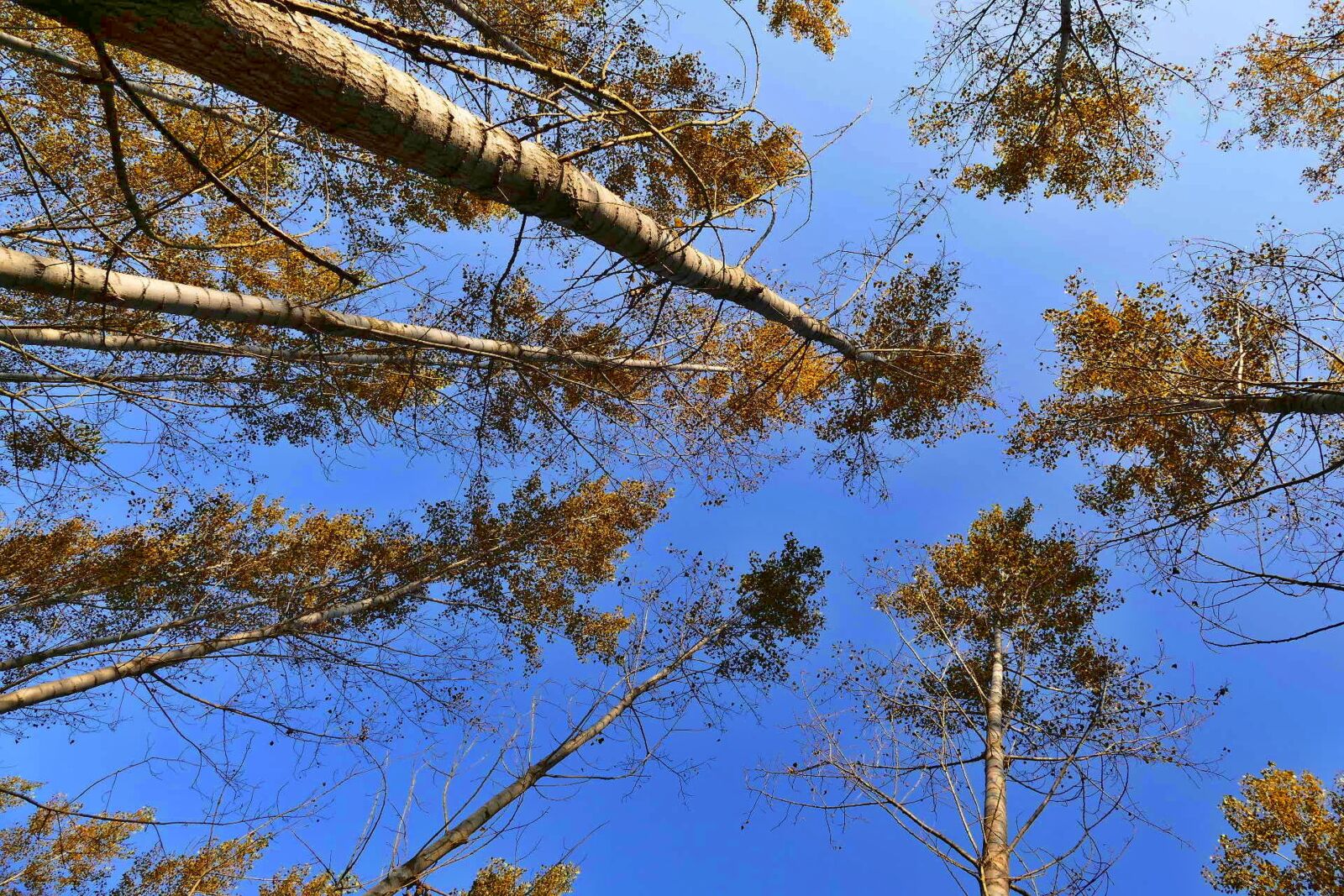 Panasonic Lumix DMC-FZ1000 sample photo. Forest, trees, nature photography