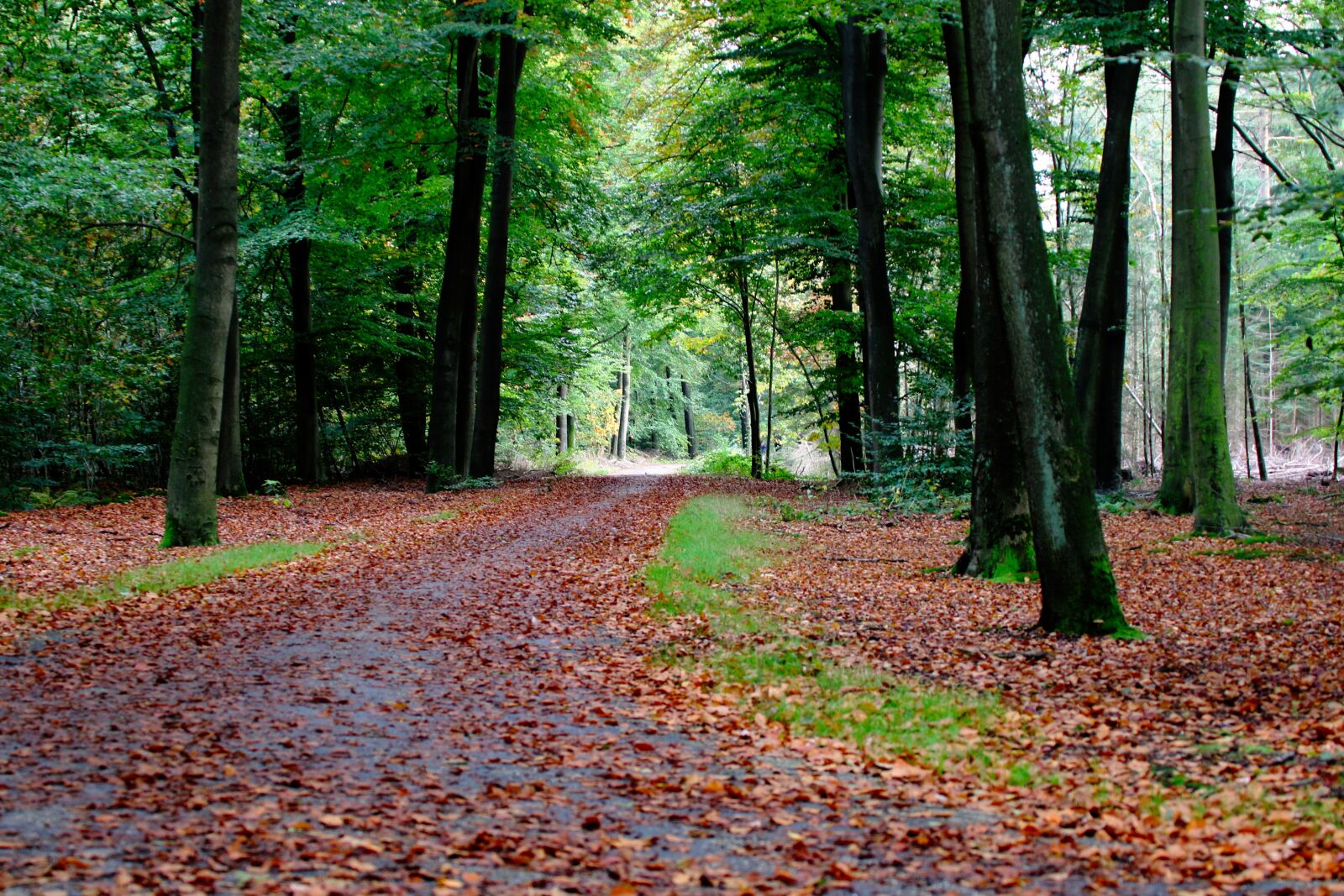 Canon EOS 7D Mark II sample photo. Autumn, nature, background photography