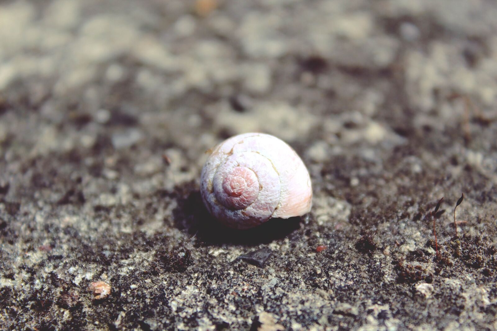 Canon EOS 1200D (EOS Rebel T5 / EOS Kiss X70 / EOS Hi) sample photo. Snail, shell, snail shell photography