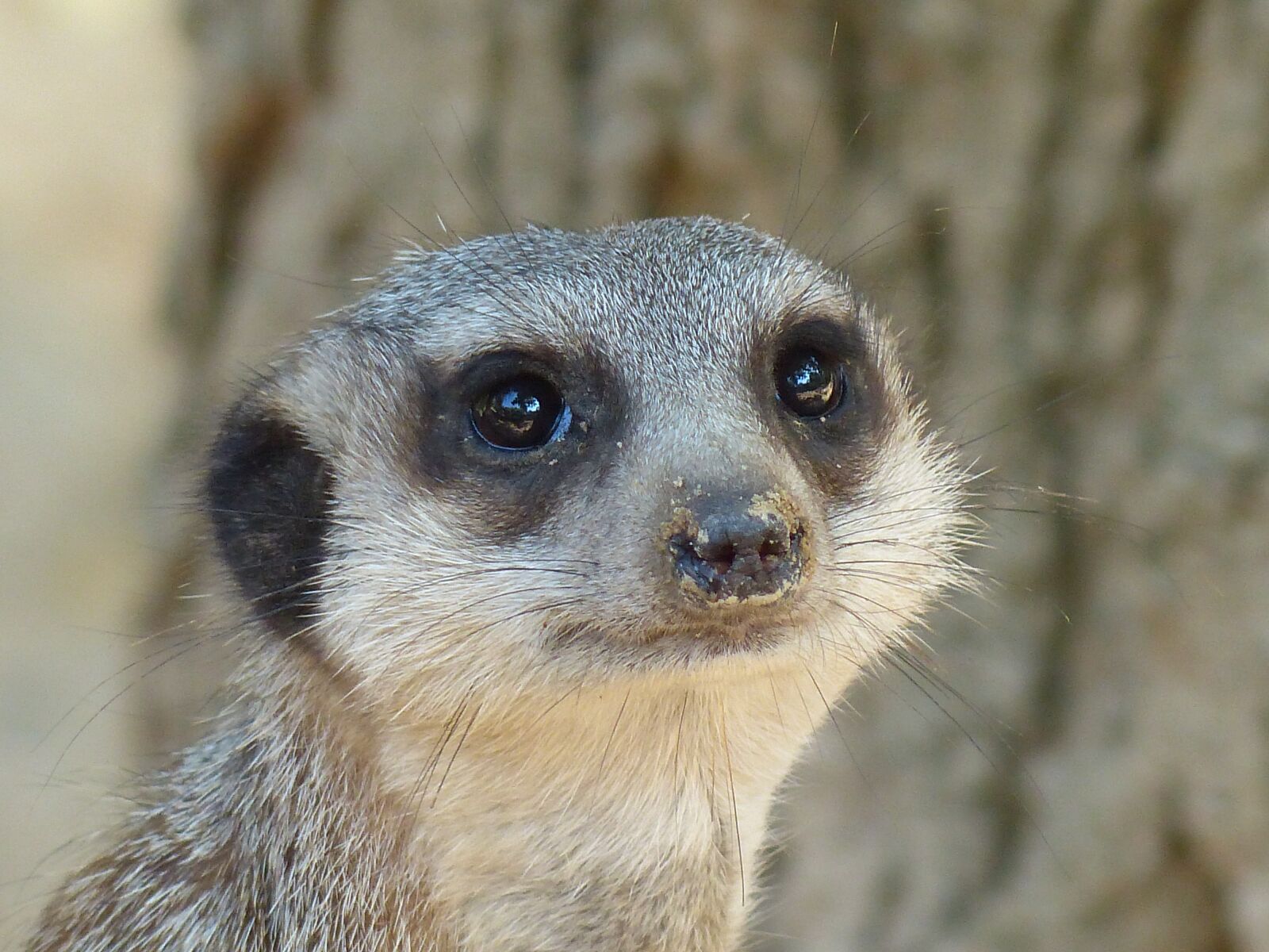 Panasonic Lumix DMC-FZ200 sample photo. Suricate, mammal, desert photography