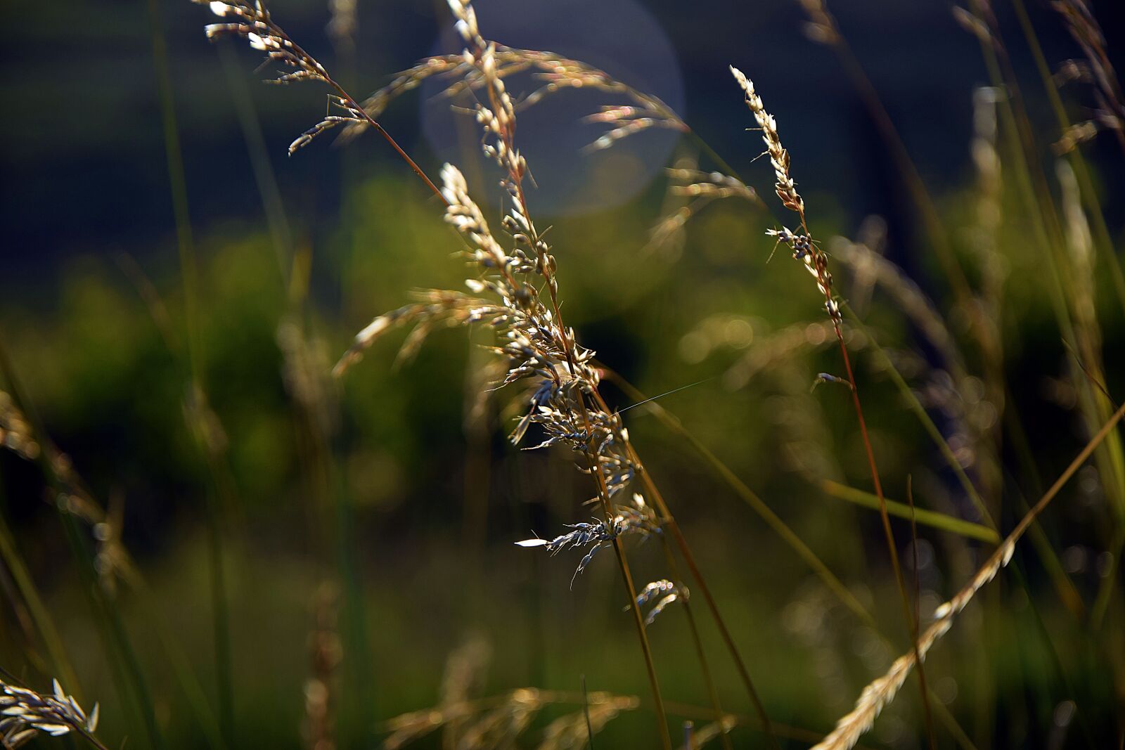 Nikon D3300 sample photo. Grass, green, nature photography