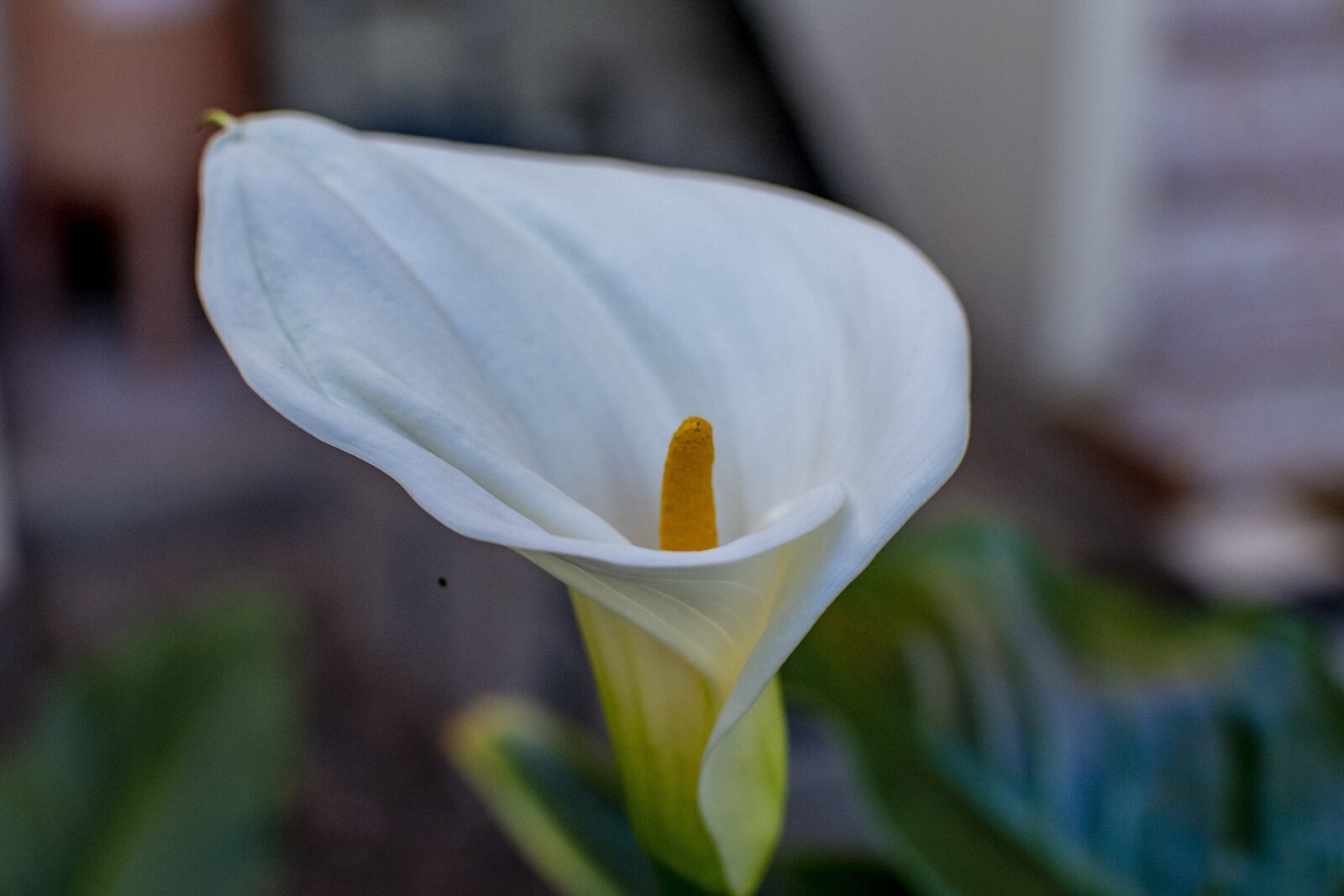 Nikon D600 sample photo. Flower, nature, flowers photography