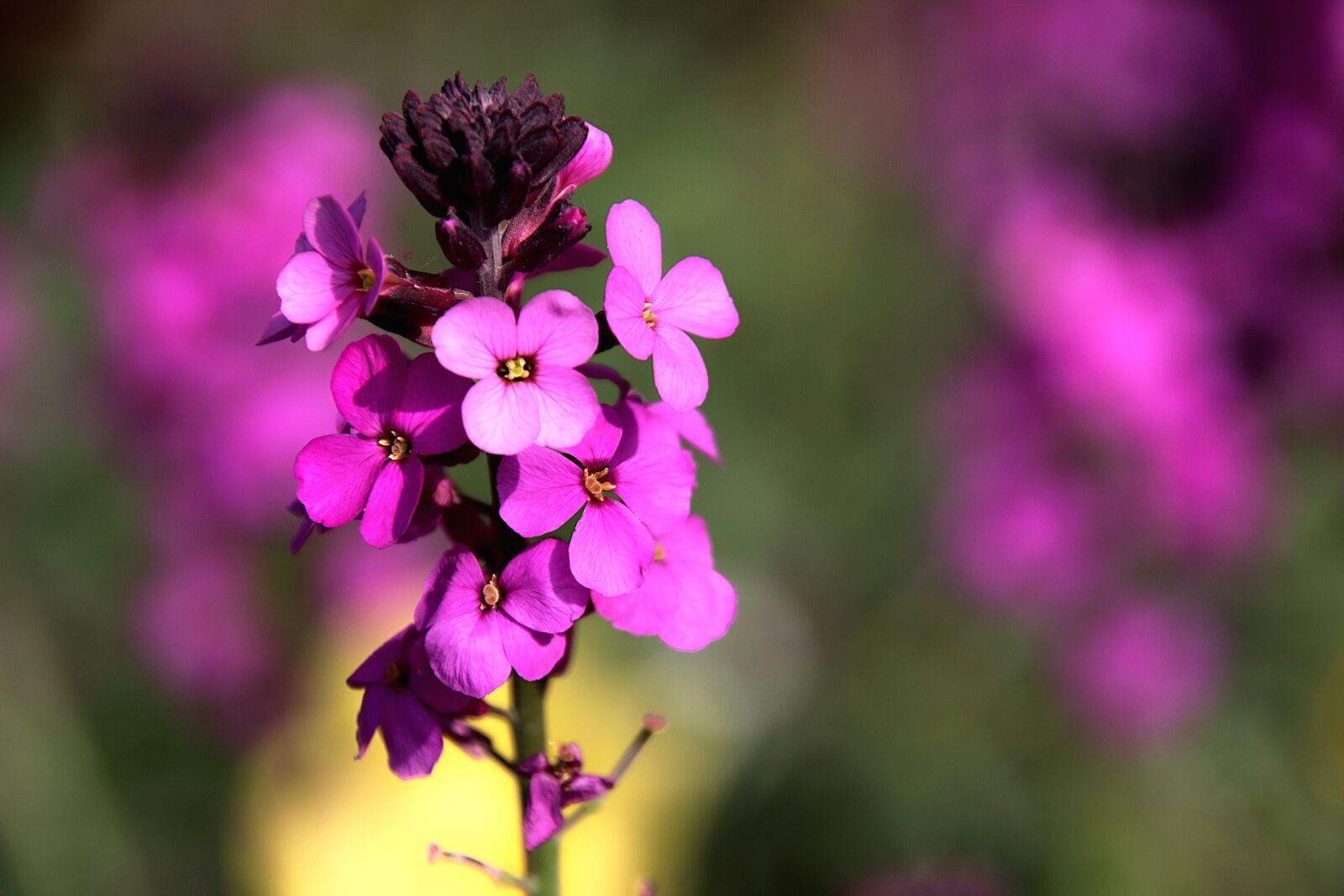 Canon EOS 800D (EOS Rebel T7i / EOS Kiss X9i) sample photo. Flower, dark pink in photography