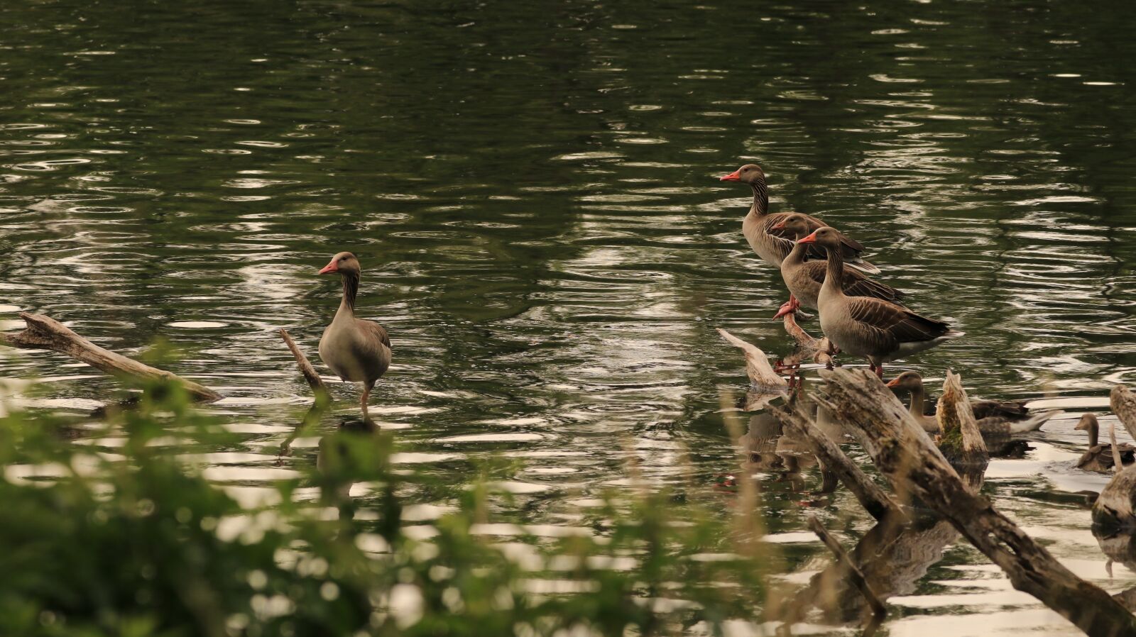 150-600mm F5-6.3 DG OS HSM | Contemporary 015 sample photo. Geese, bank, sit photography