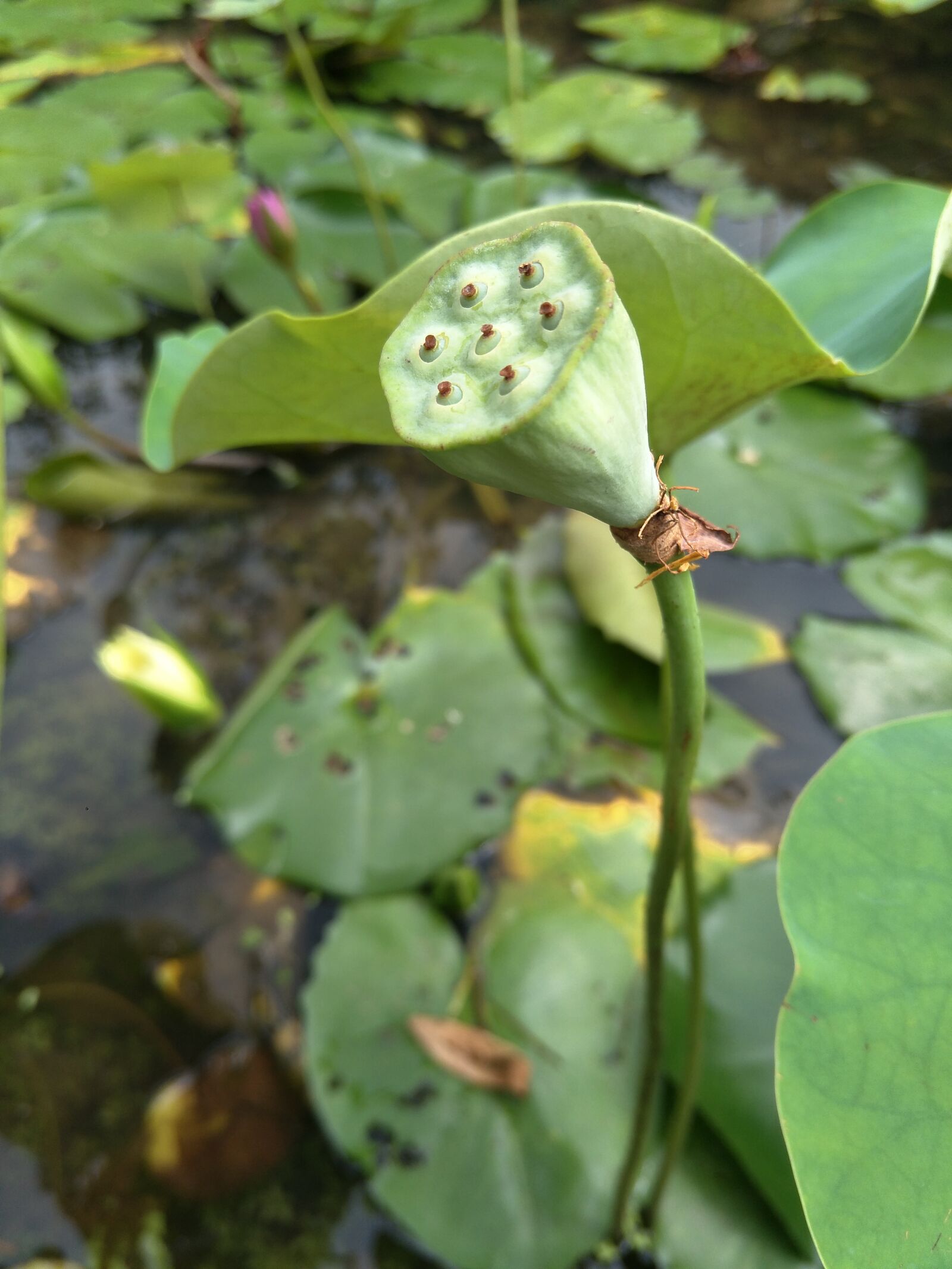 OPPO R9Plus sample photo. Lotus, plant, aquatic plants photography