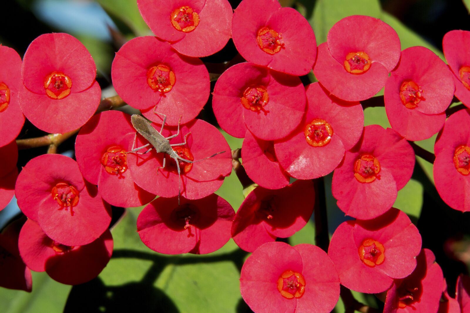 Canon EOS 700D (EOS Rebel T5i / EOS Kiss X7i) sample photo. The crown of christ photography