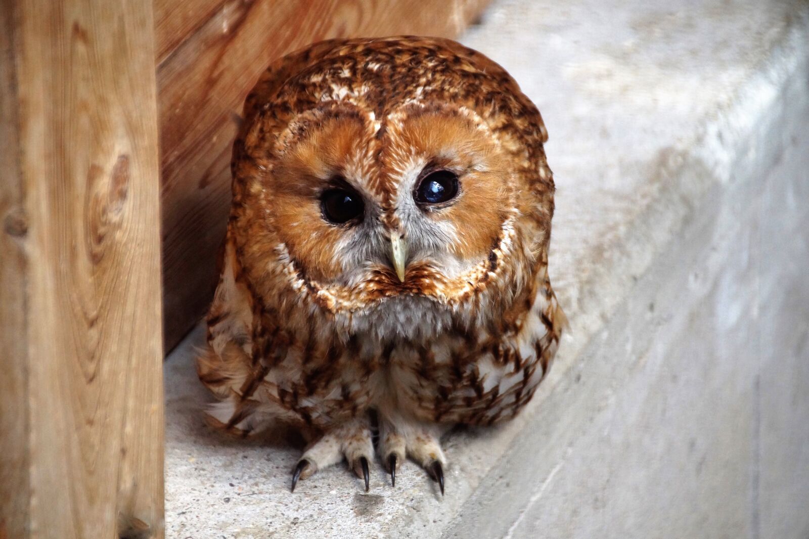Sony SLT-A58 sample photo. Tawny owl, owl, predator photography