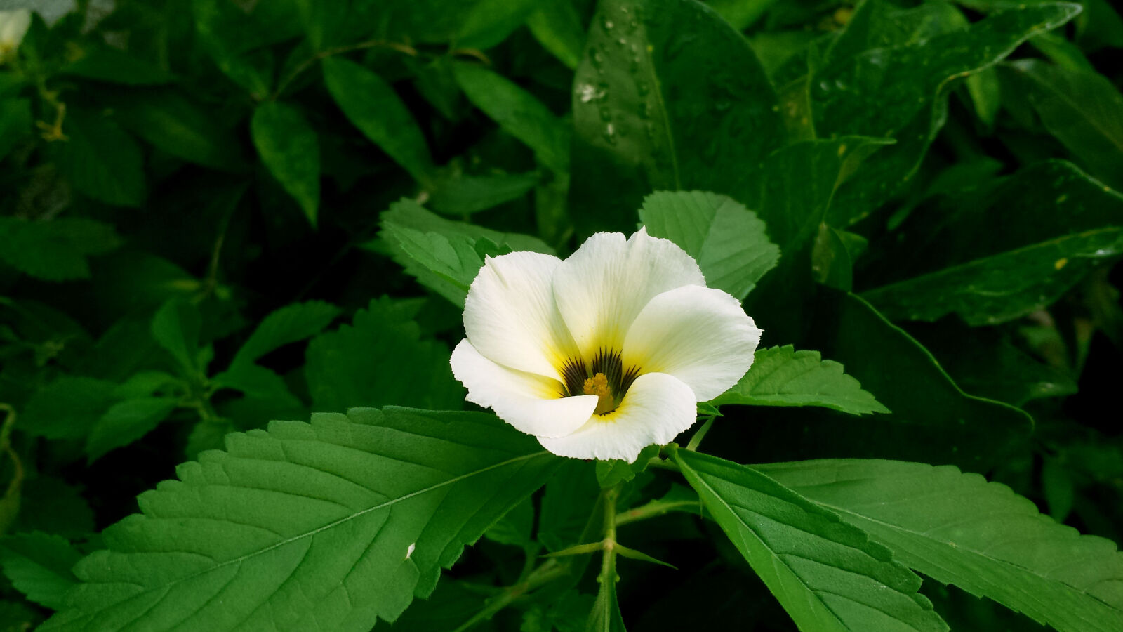 Samsung Galaxy S4 sample photo