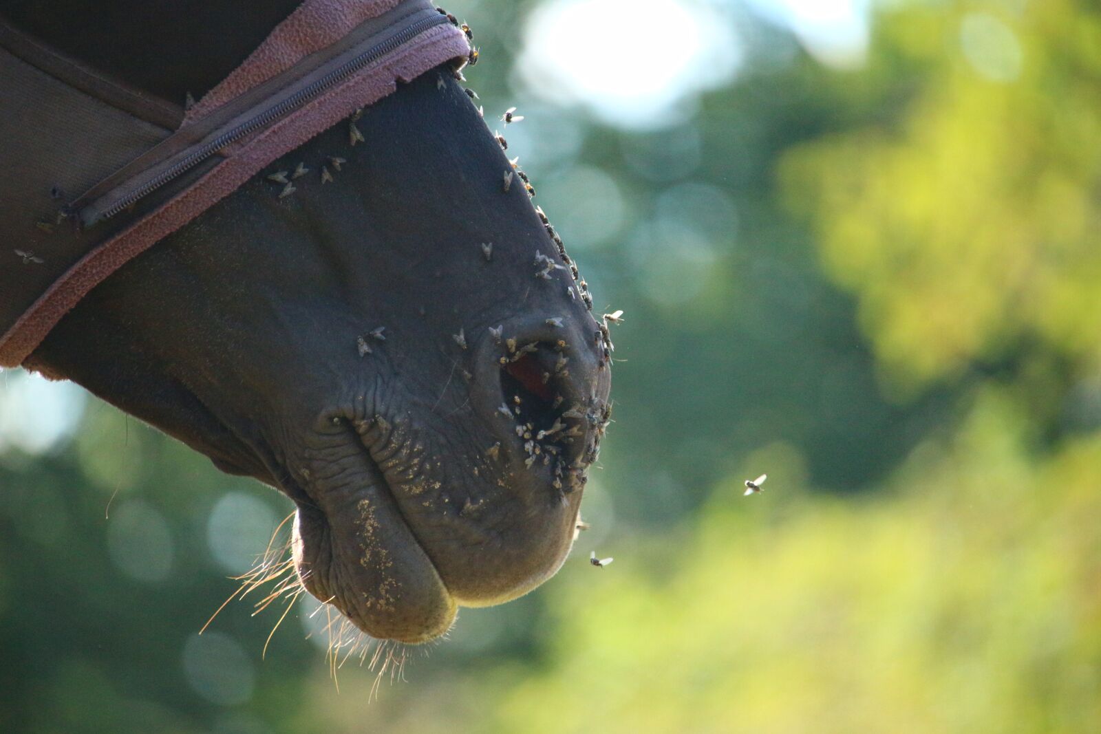 Canon EOS 100D (EOS Rebel SL1 / EOS Kiss X7) sample photo. Horse, rap, thoroughbred arabian photography