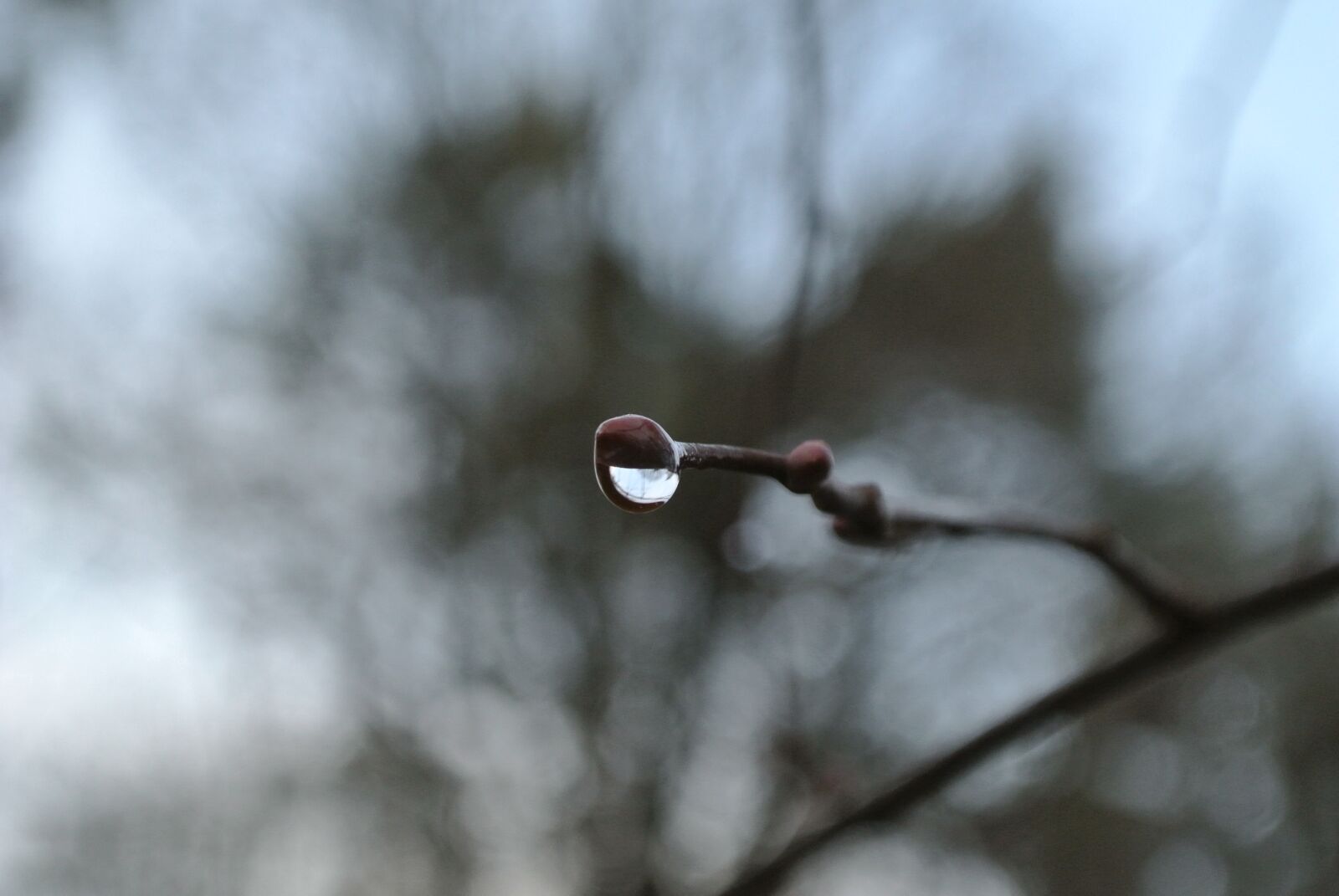 Nikon 1 J1 sample photo. Drop of water, branch photography