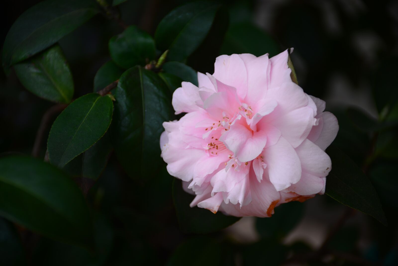 Nikon D610 sample photo. Flower, plant, leaf photography