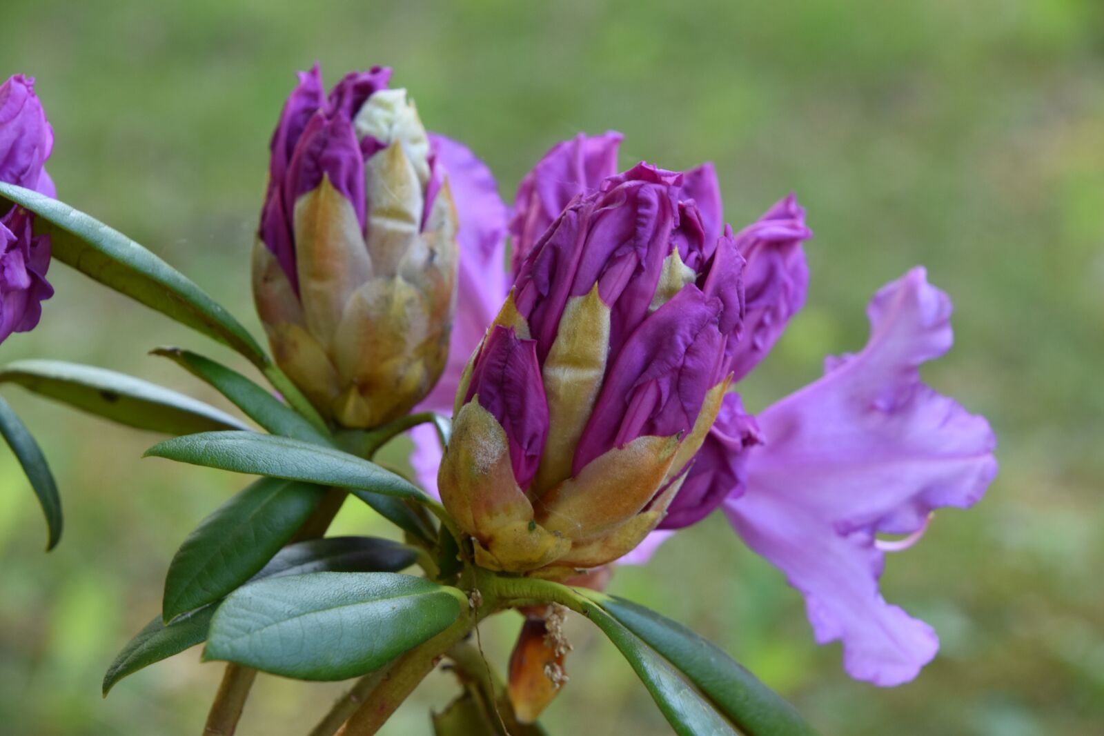 Nikon D5600 sample photo. Nature, flower, plant photography