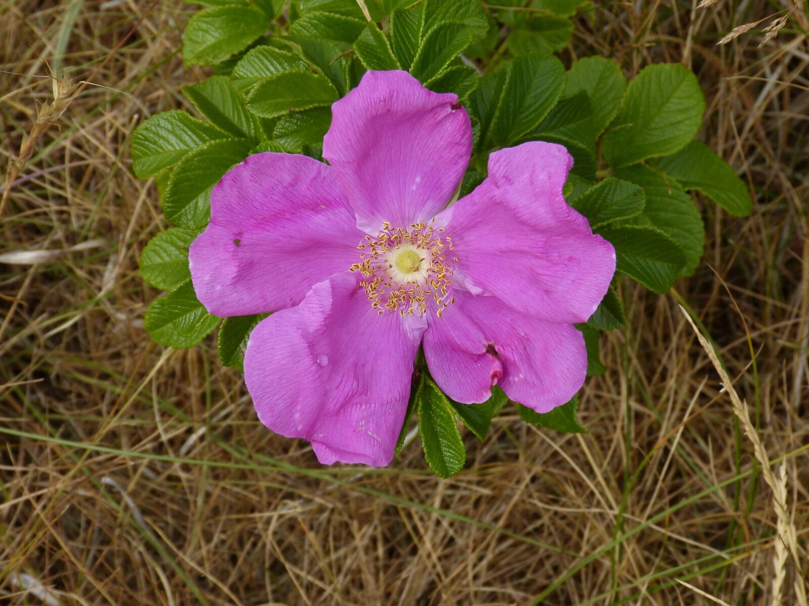 Panasonic Lumix DMC-FZ150 sample photo. Sylt, island, mecklenburg photography