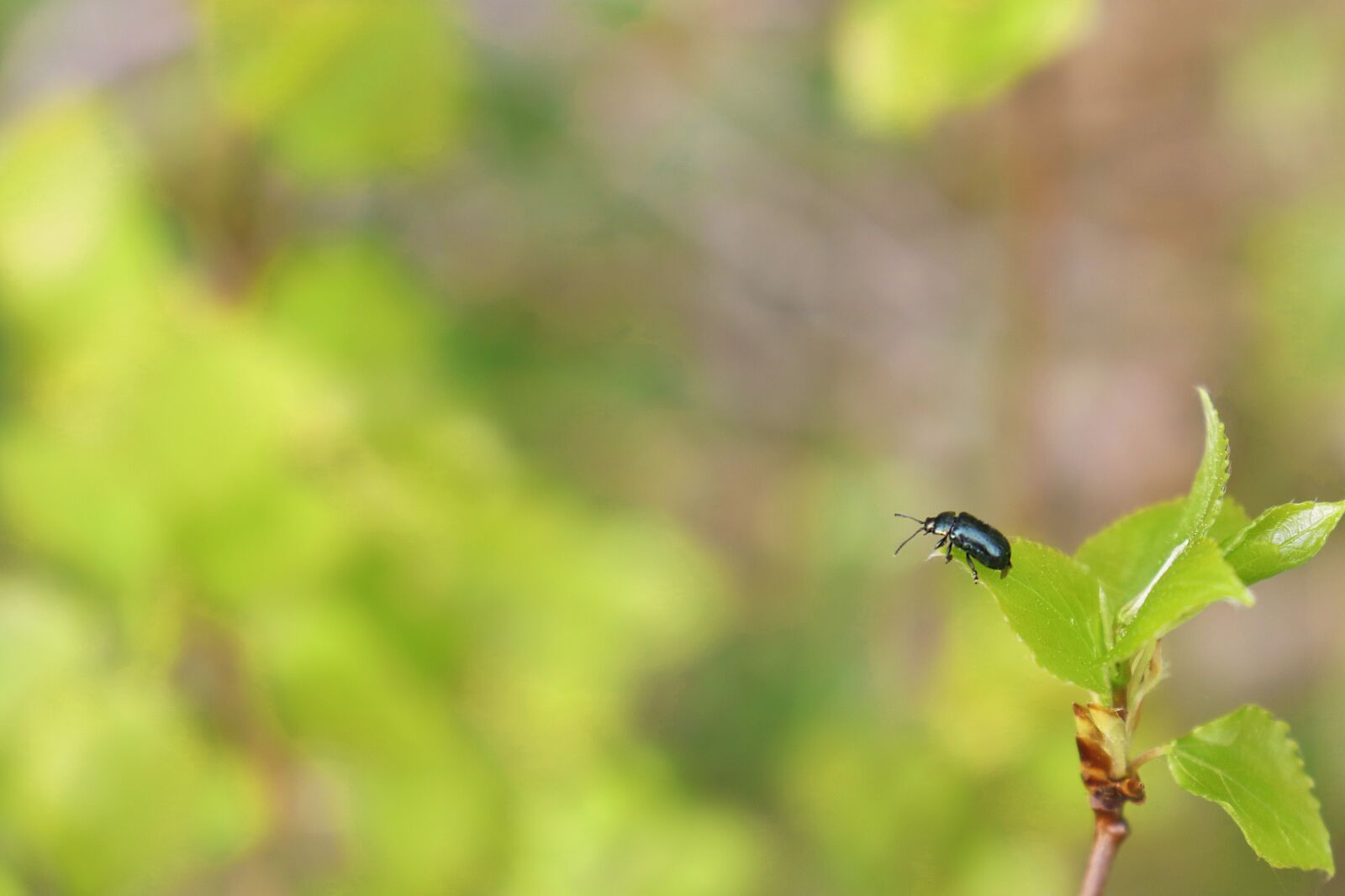 Canon EOS 77D (EOS 9000D / EOS 770D) sample photo. Bug, insect, gazing photography