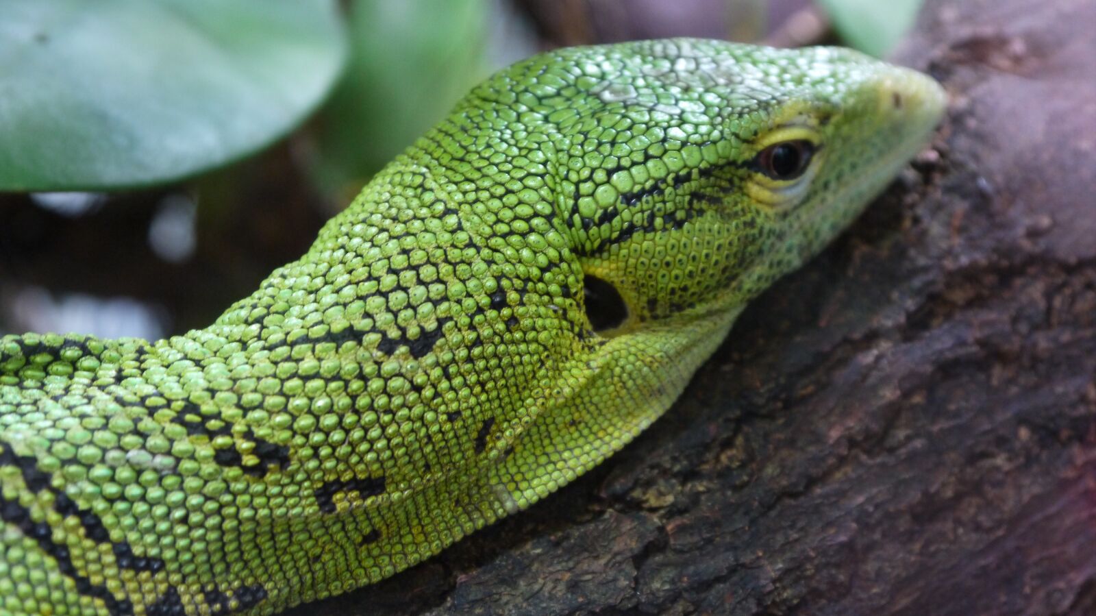 Panasonic Lumix DMC-GF3 sample photo. Iguana, lizard, wood photography