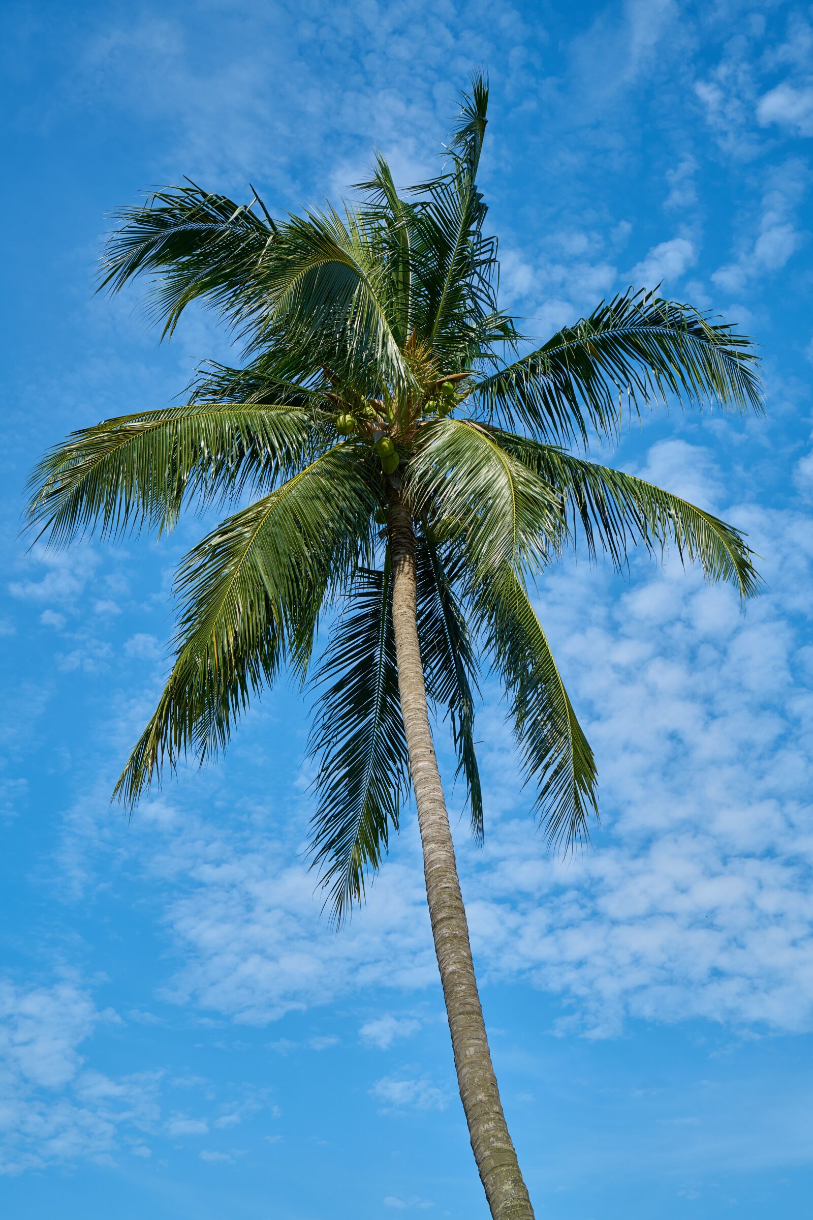 Sony a7R II sample photo. Palm, blue, tree photography