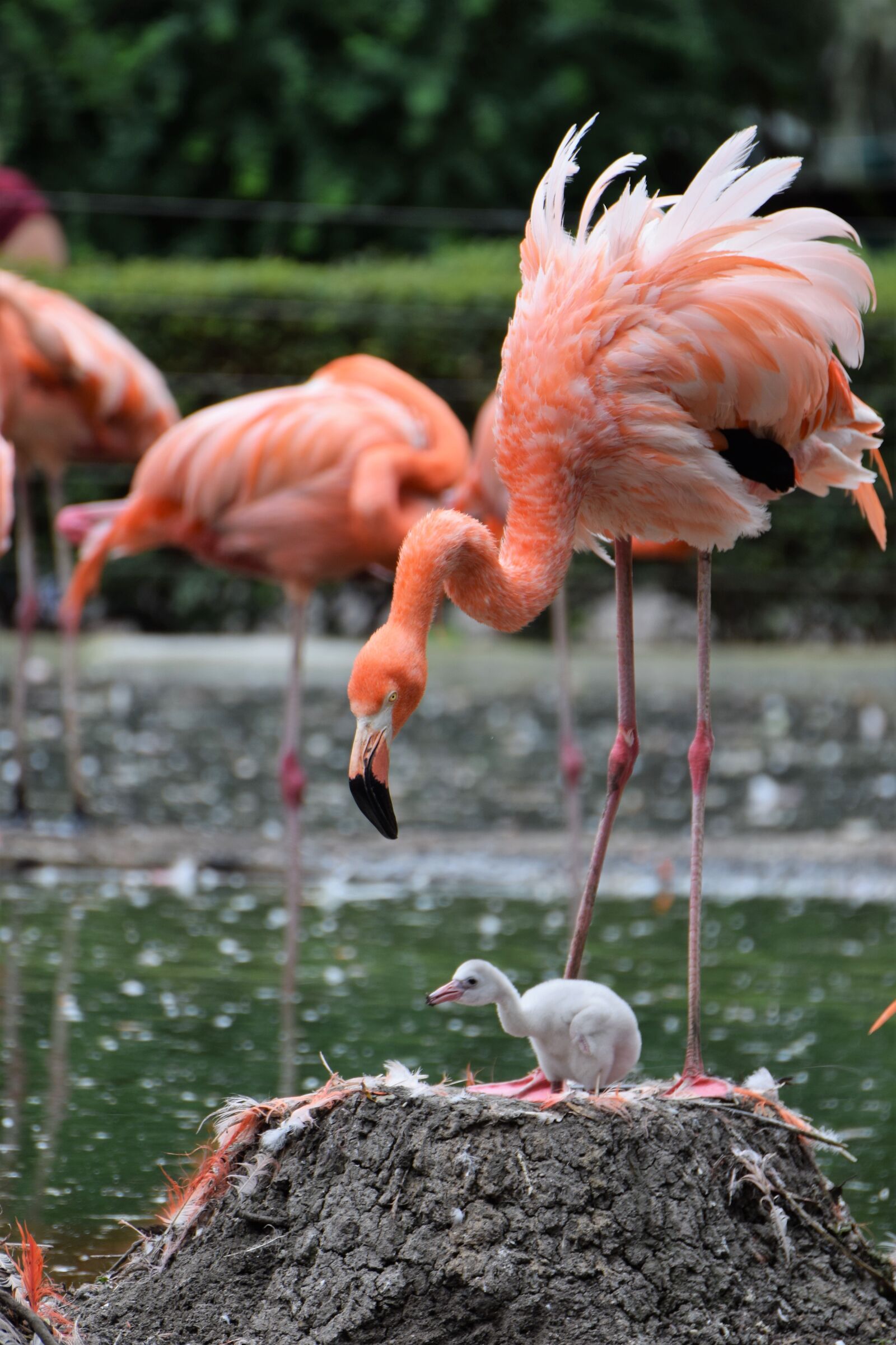 Nikon D5300 sample photo. Flamingo, zoo, animal photography