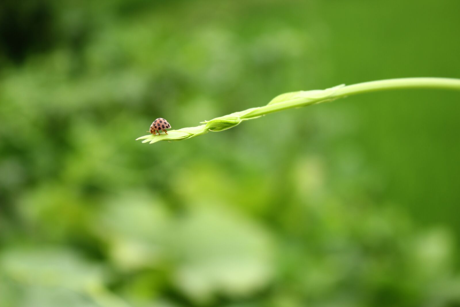Canon EOS 600D (Rebel EOS T3i / EOS Kiss X5) sample photo. Green, background, ladybug photography