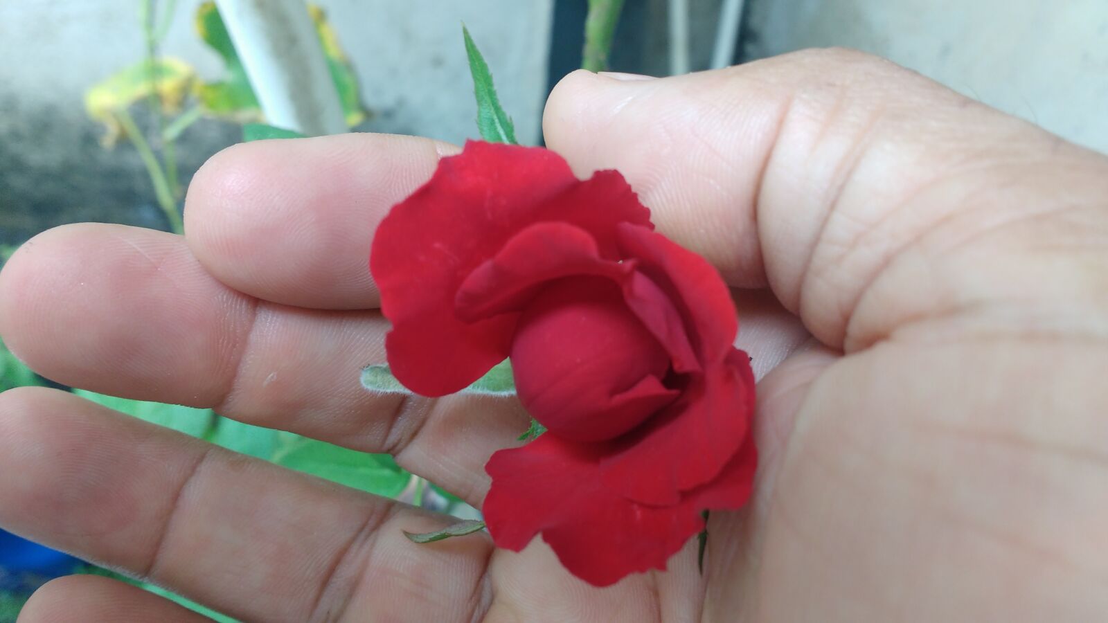 Motorola MotoG3 sample photo. Bud, rosa, red photography
