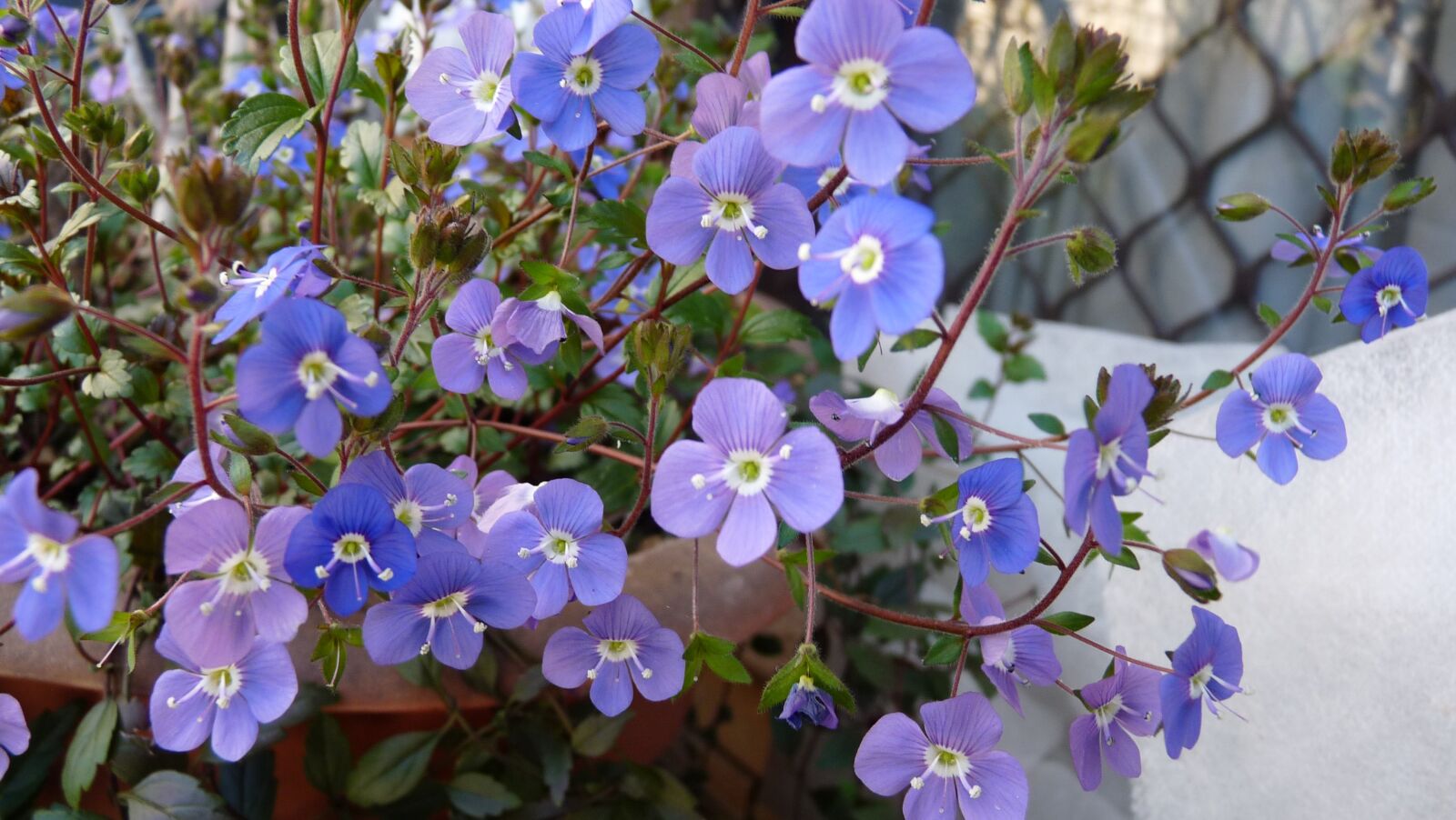 Panasonic Lumix DMC-FZ28 sample photo. Blue, flower, ground cover photography