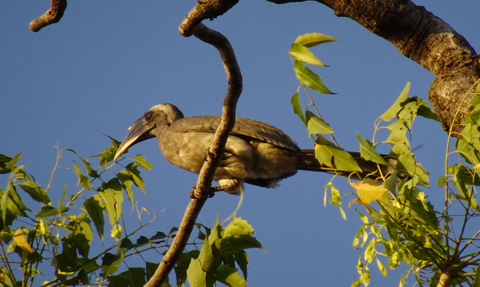 Sony DSC-WX800 sample photo. Bird, hornbill, indian grey photography