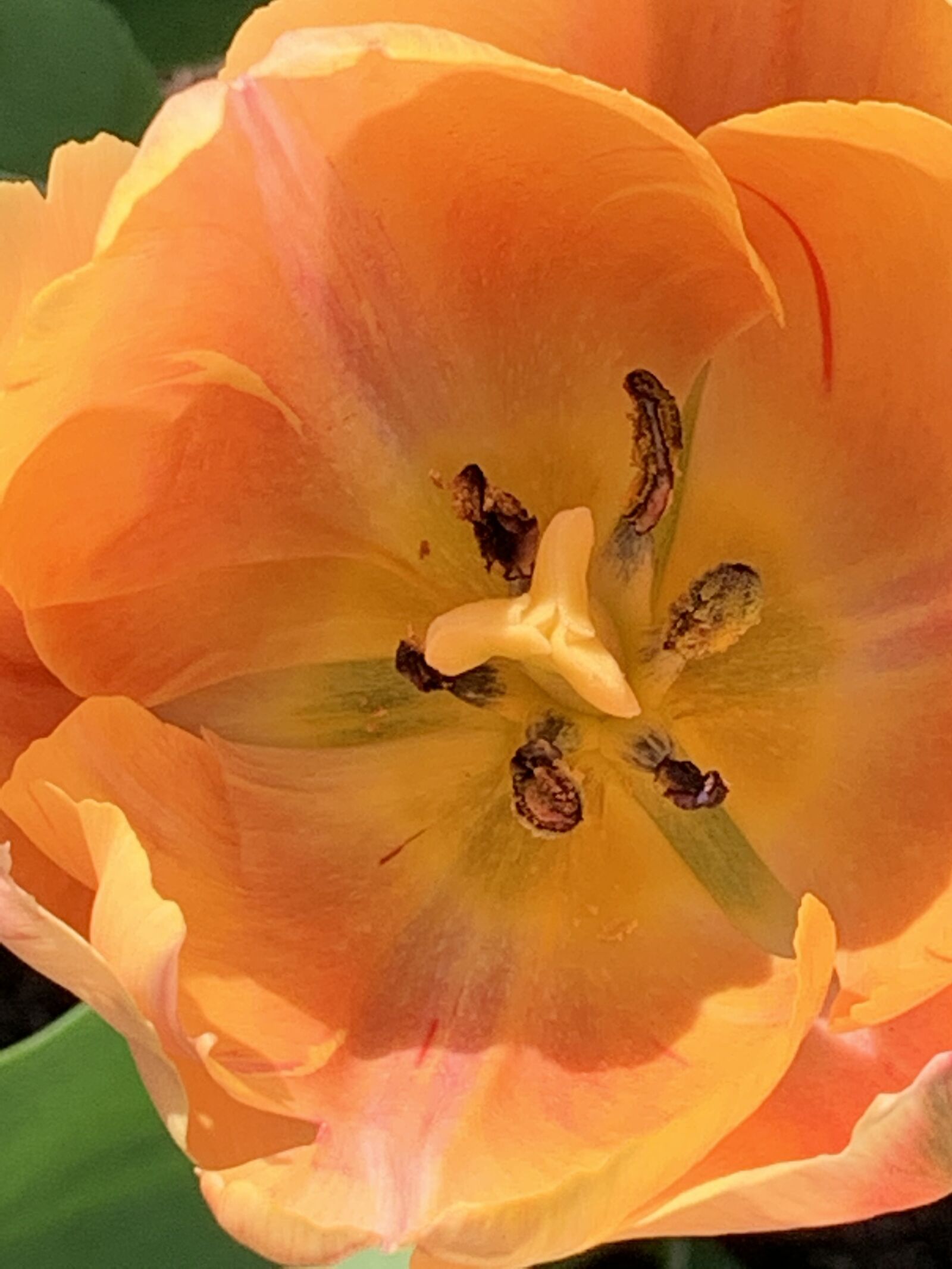 Apple iPhone XR sample photo. Tulip, tulip pistil stamen photography