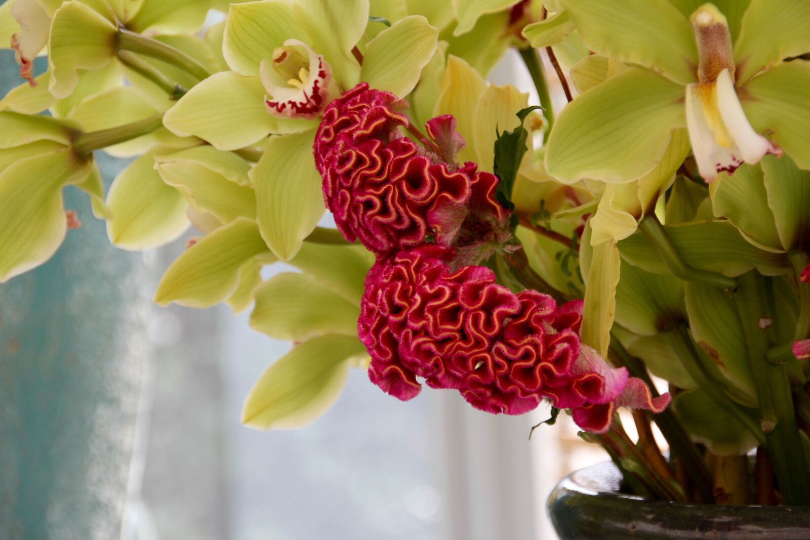 Canon EOS 60D sample photo. Celosia, celosia argentea, cristata photography
