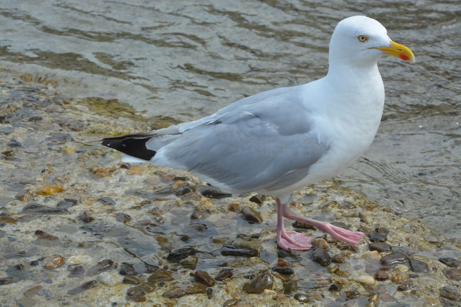 Nikon D5200 sample photo. Gull, seagull, market photography