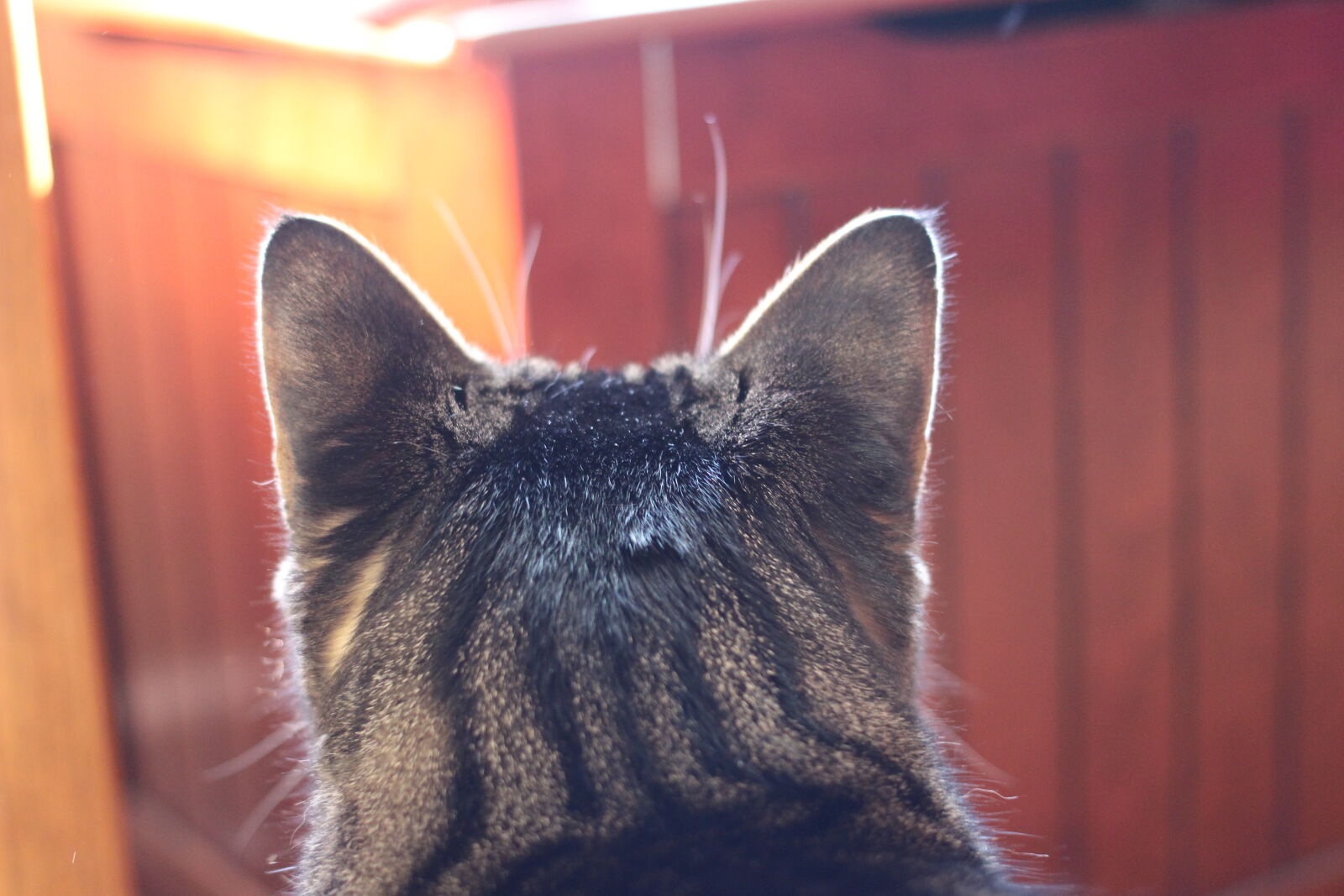 Canon EOS 100D (EOS Rebel SL1 / EOS Kiss X7) + Canon EF 40mm F2.8 STM sample photo. Behind, a, cat, cat photography