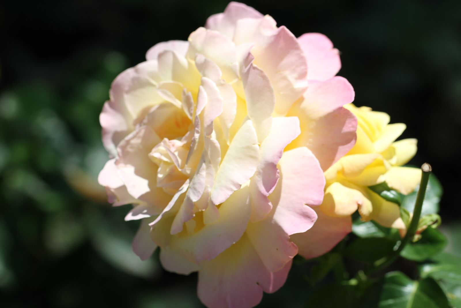 Canon EF 100mm F2.8L Macro IS USM sample photo. Rose, white, blossom photography