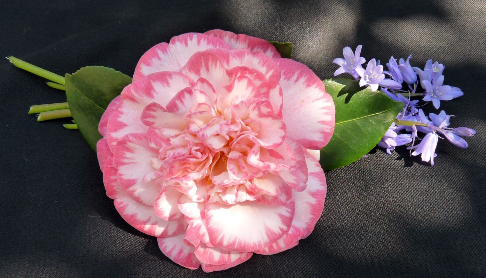Panasonic Lumix DMC-FZ28 sample photo. Camellia, striped pink, flowers photography